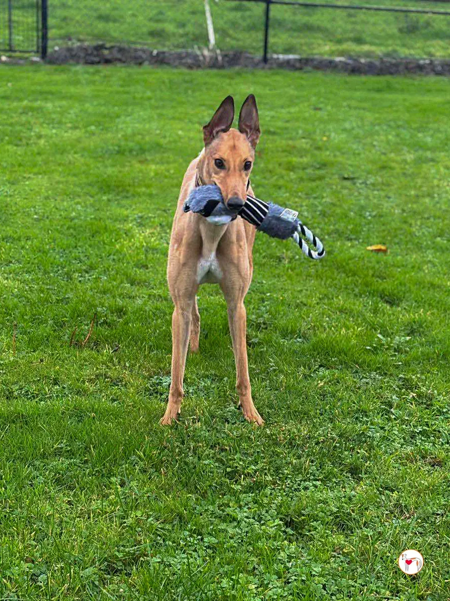 sammie grey adozione 4