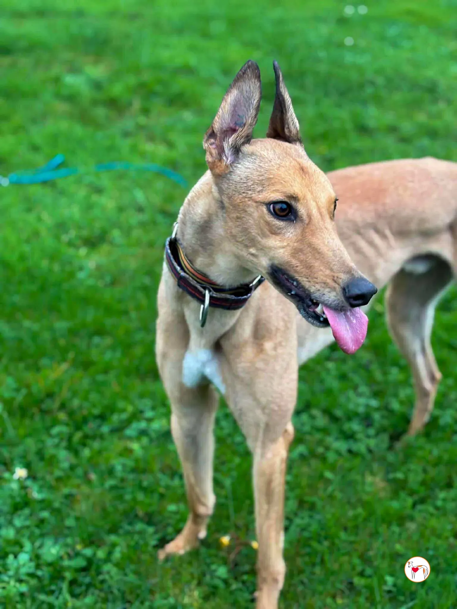 sammie grey adozione 5