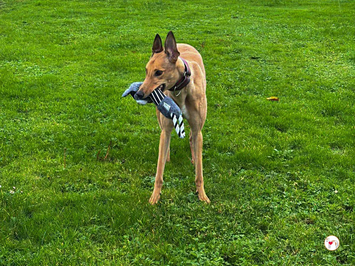 sammie grey adozione 6