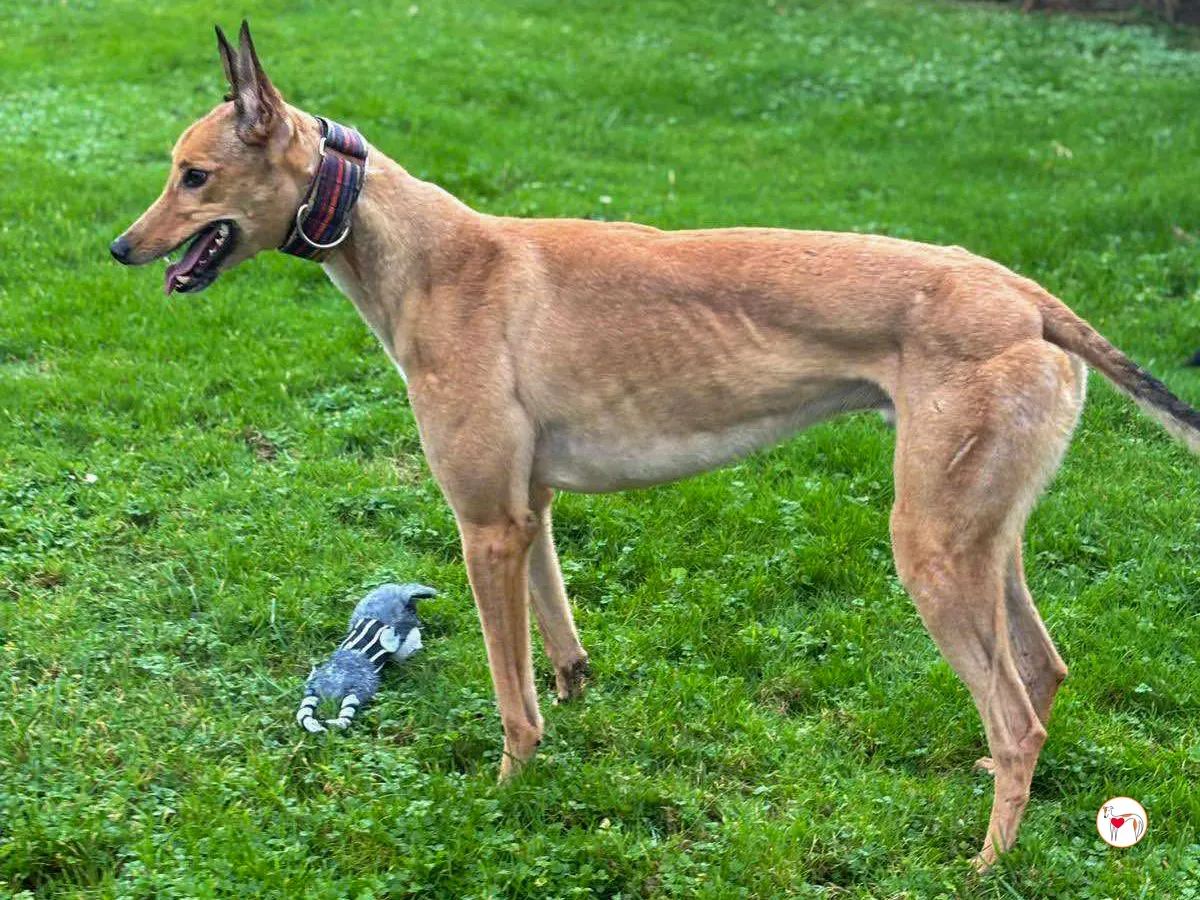 sammie grey adozione 7