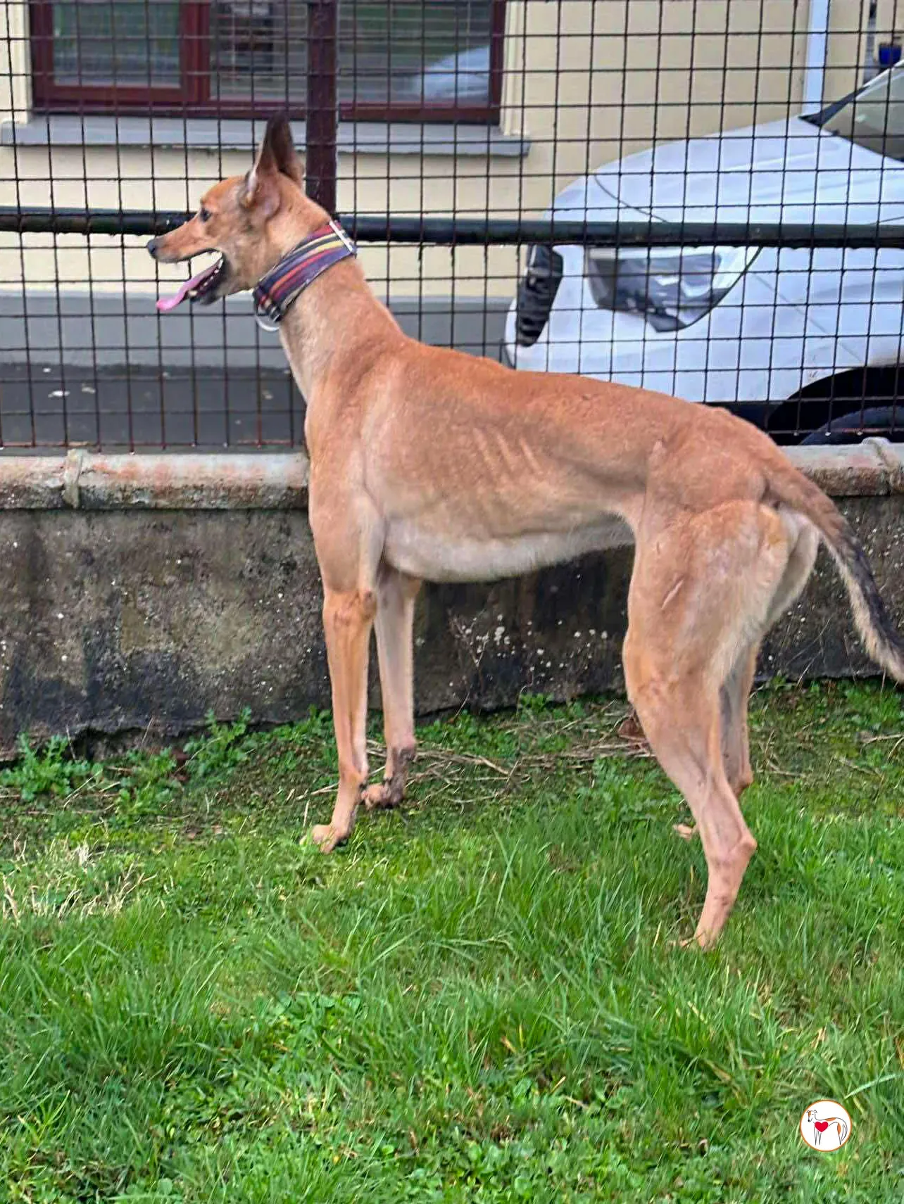 sammie grey adozione 8