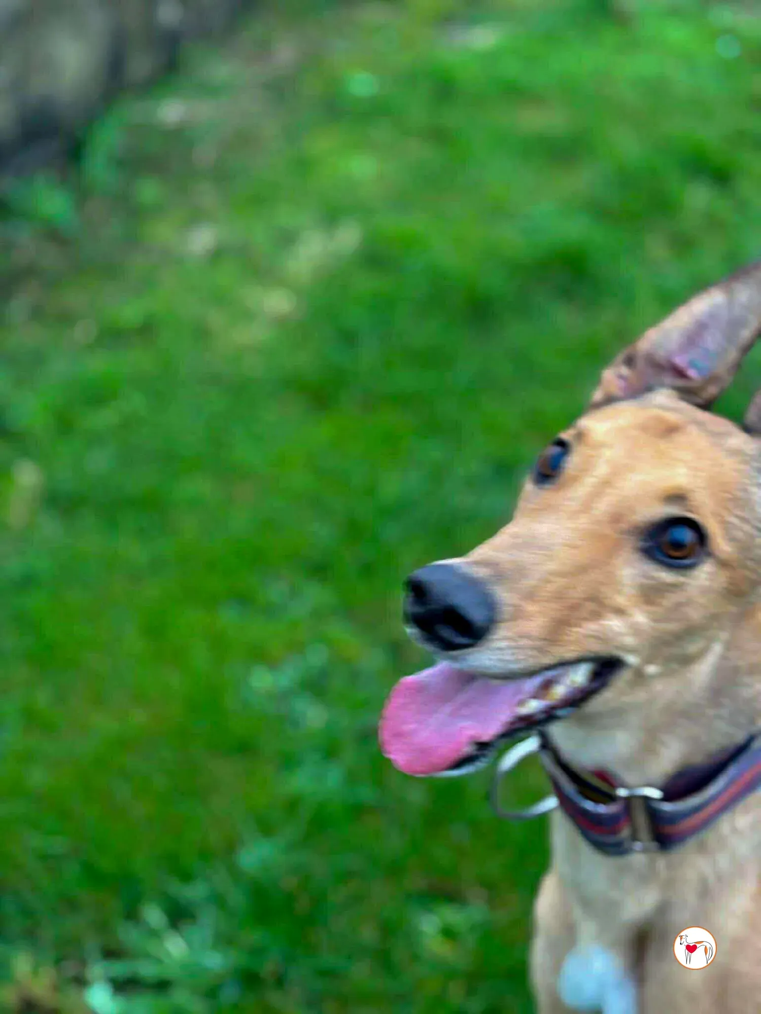 sammie grey adozione 9