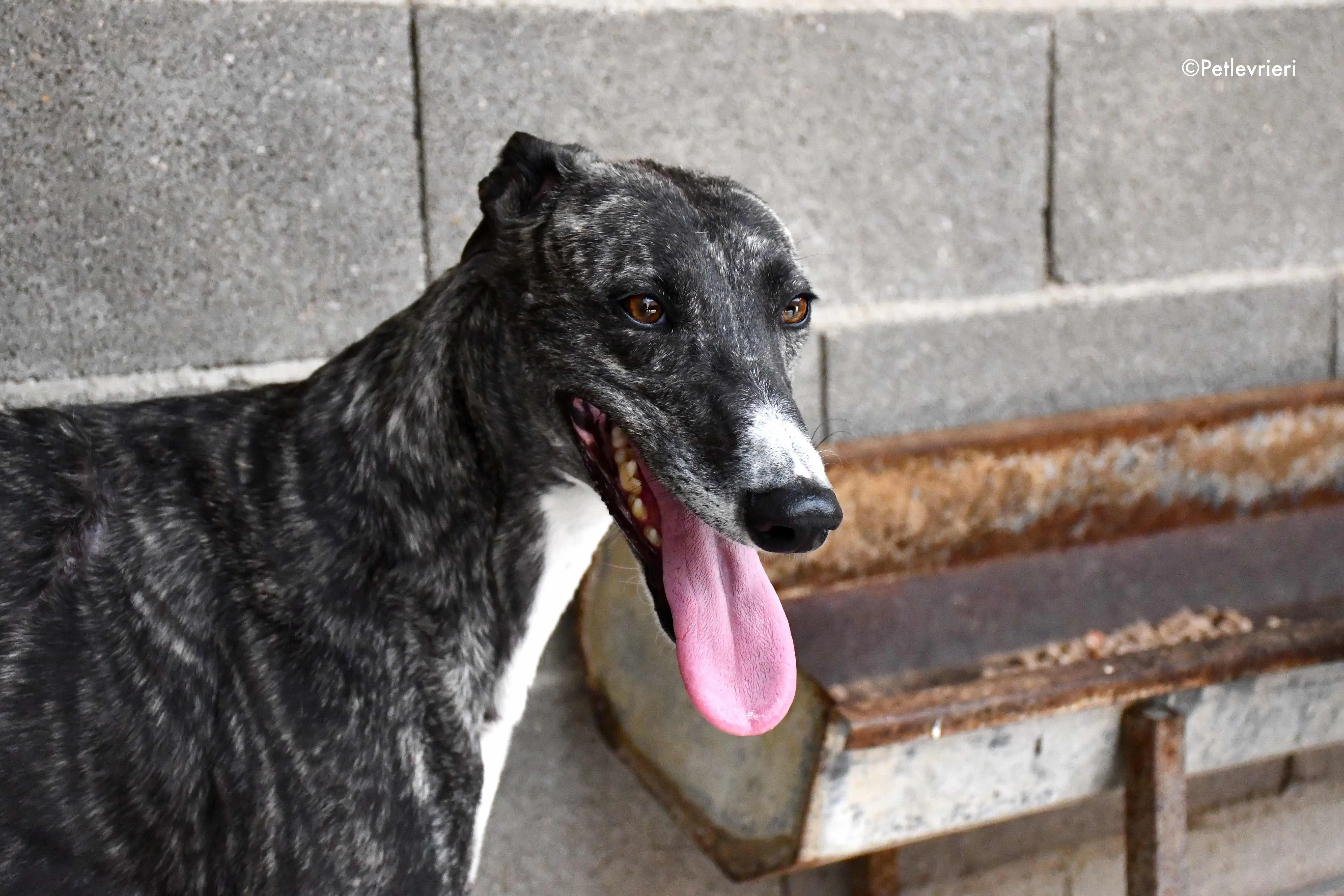 samsa adozione levrieri galgo 1