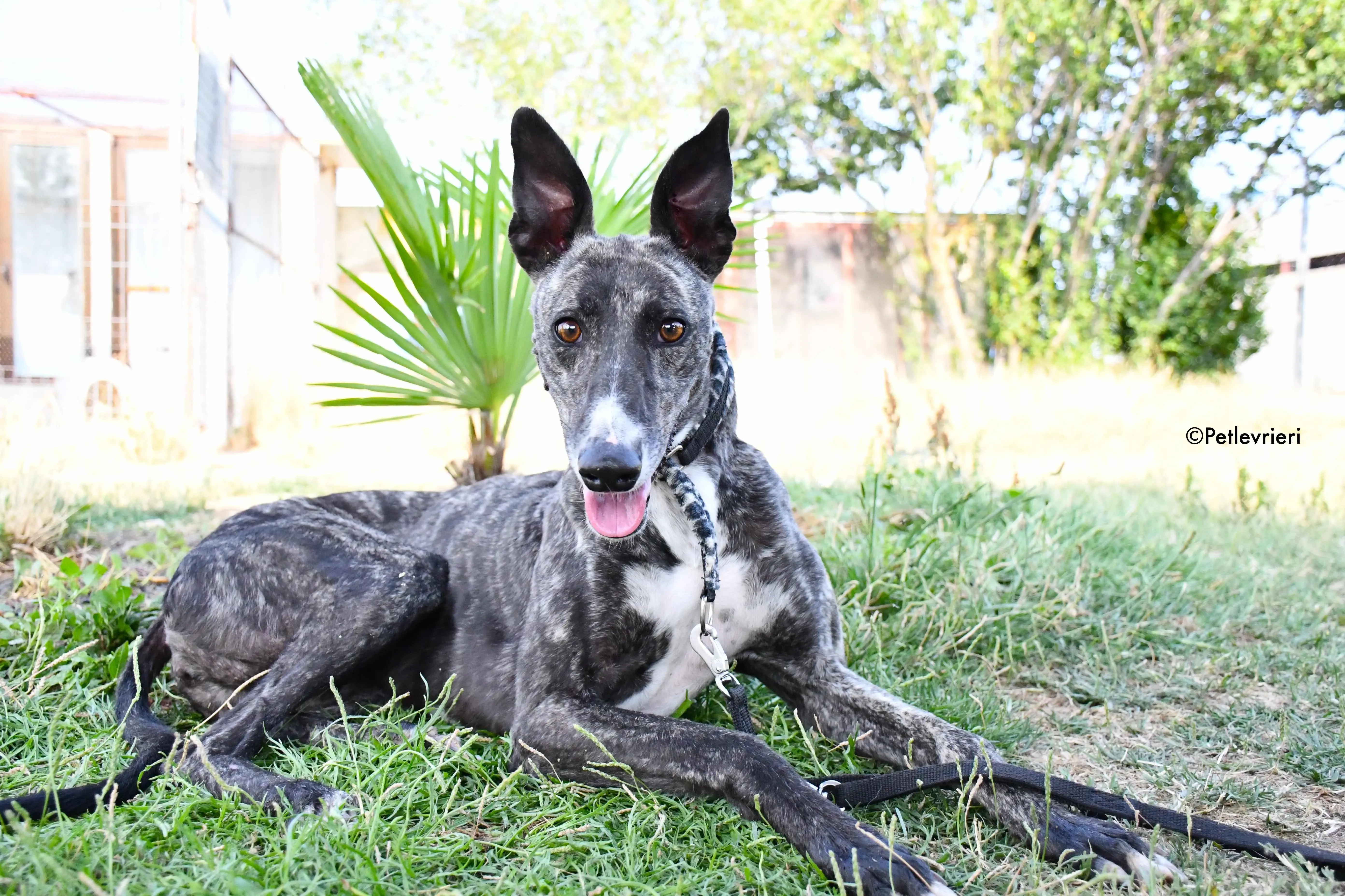 samsa adozione levrieri galgo 13