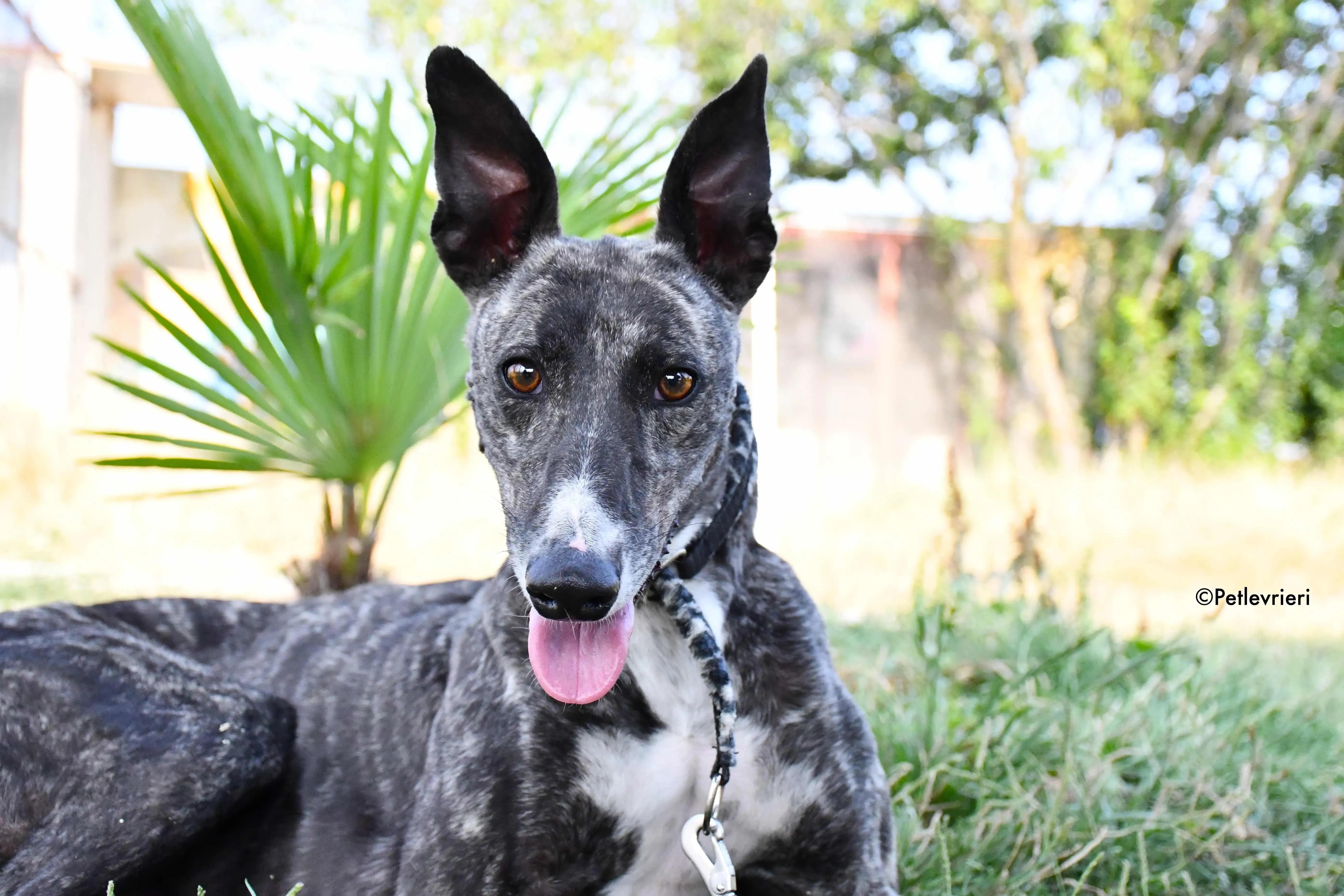 samsa adozione levrieri galgo 14