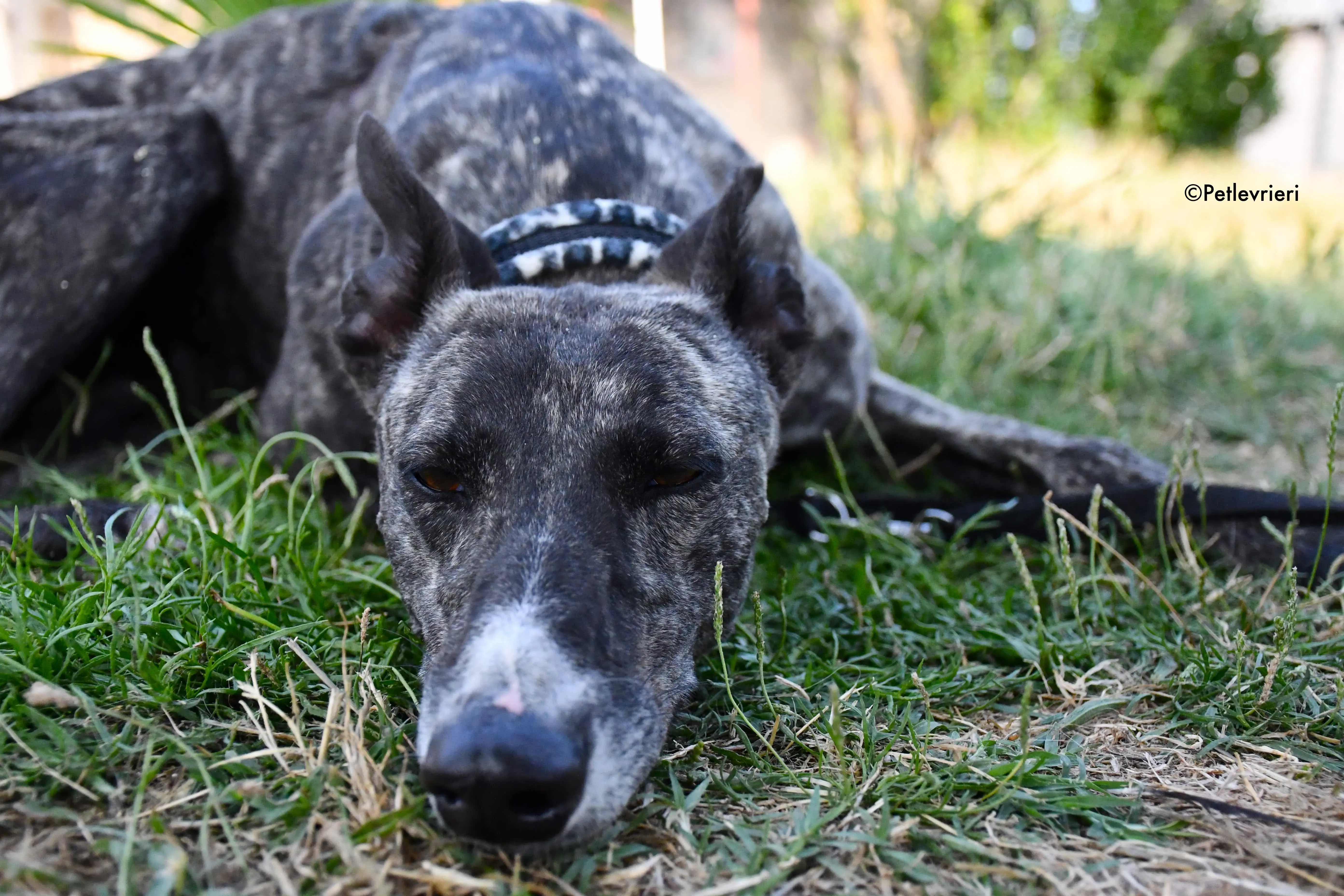 samsa adozione levrieri galgo 15