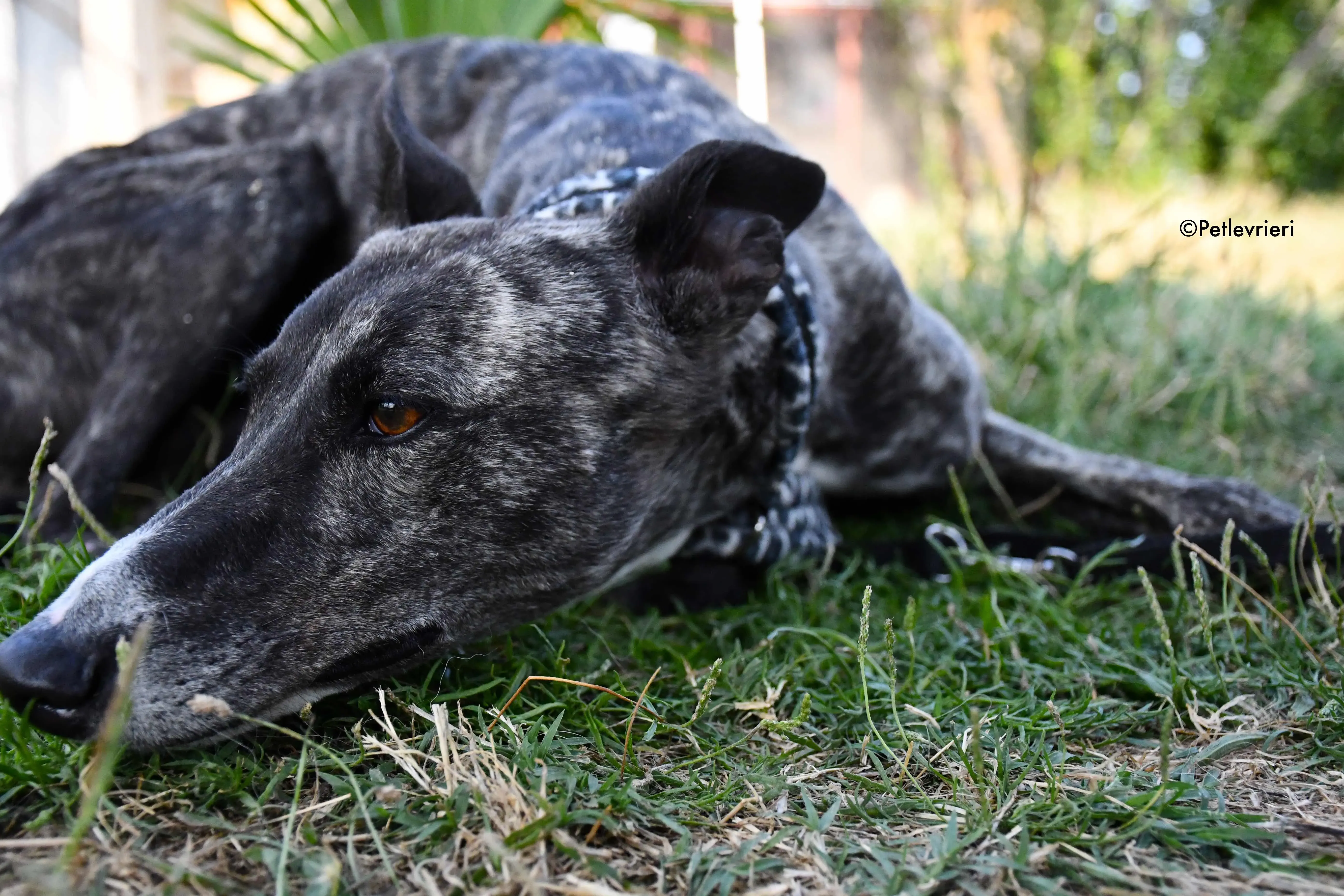 samsa adozione levrieri galgo 16