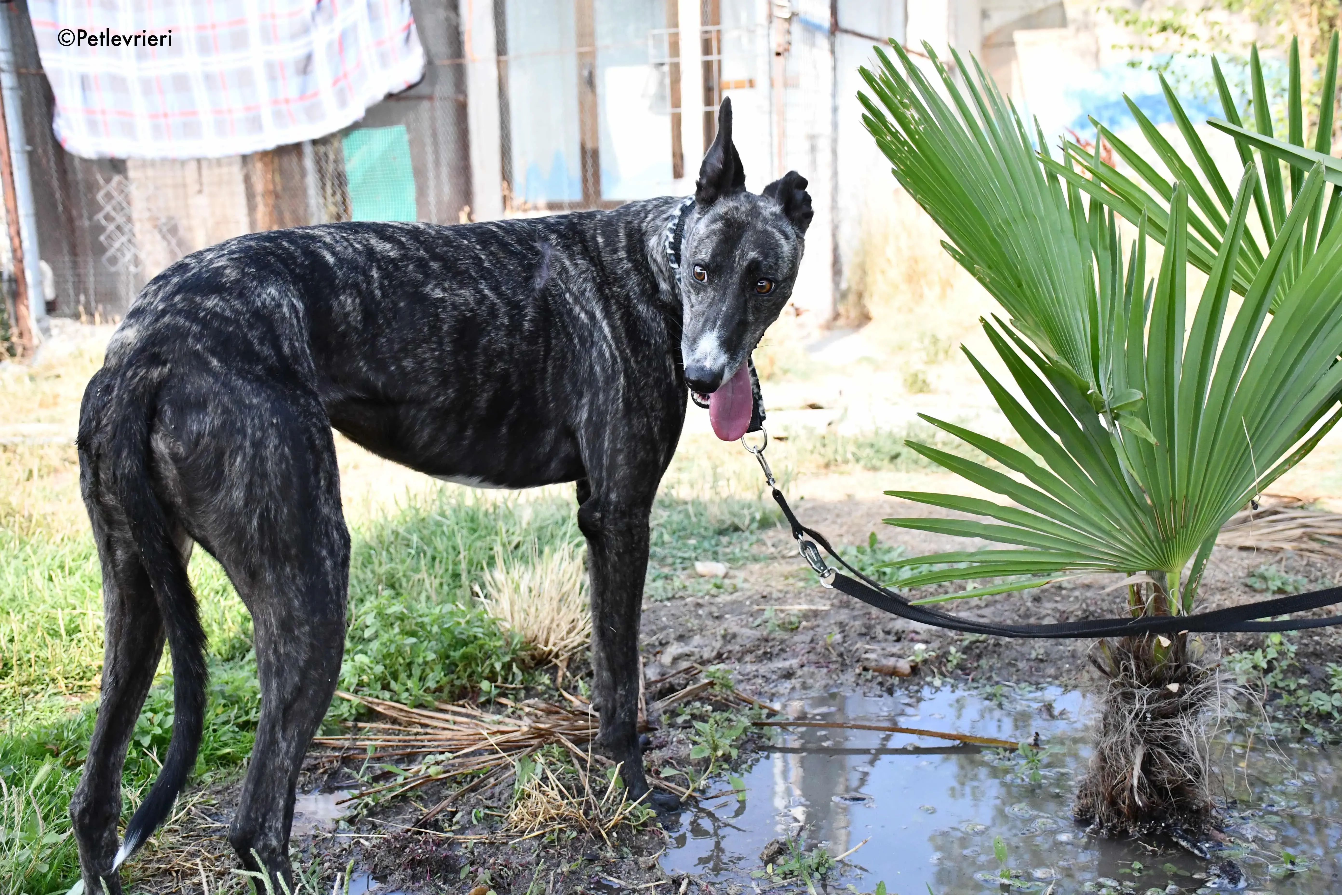 samsa adozione levrieri galgo 17
