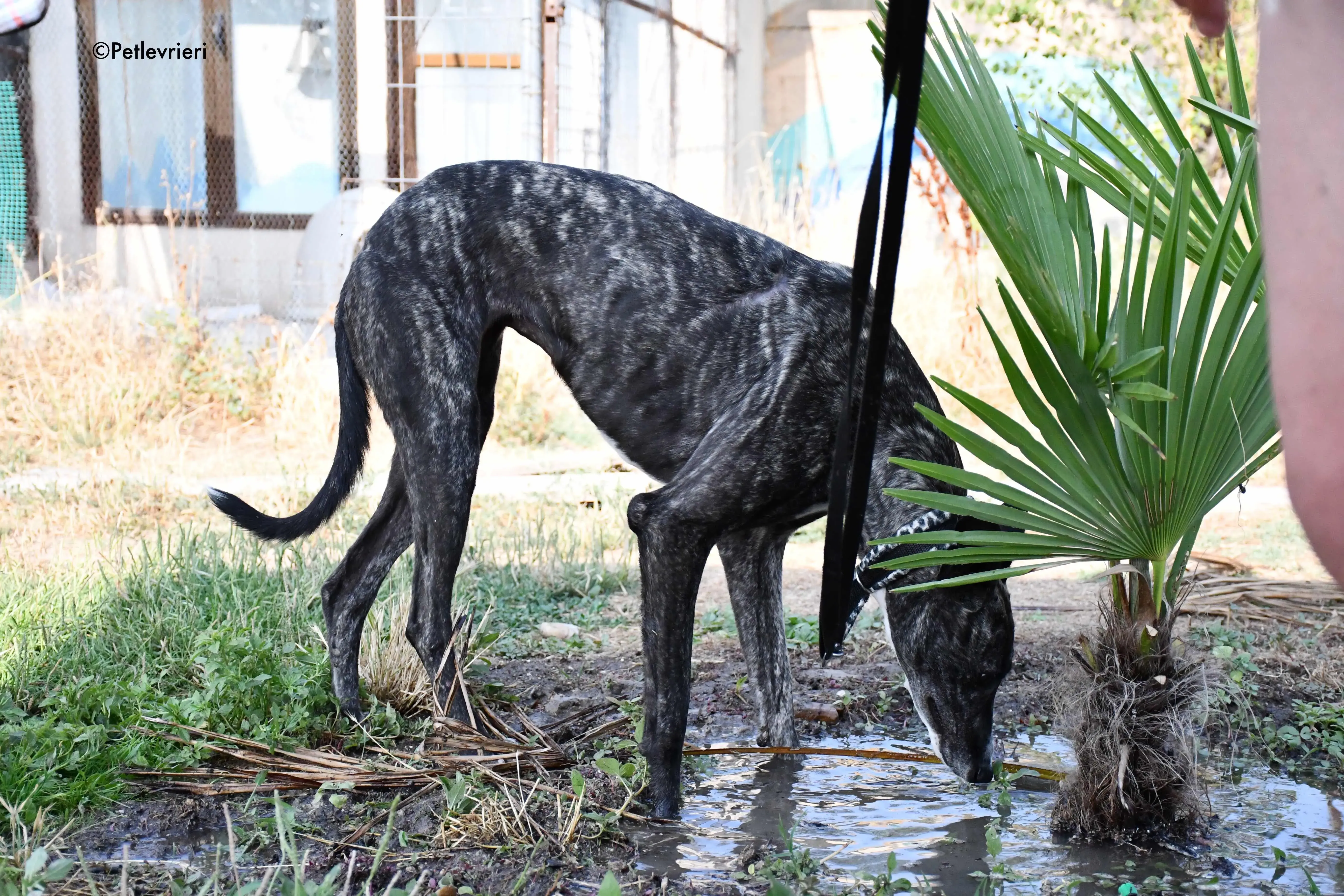 samsa adozione levrieri galgo 18