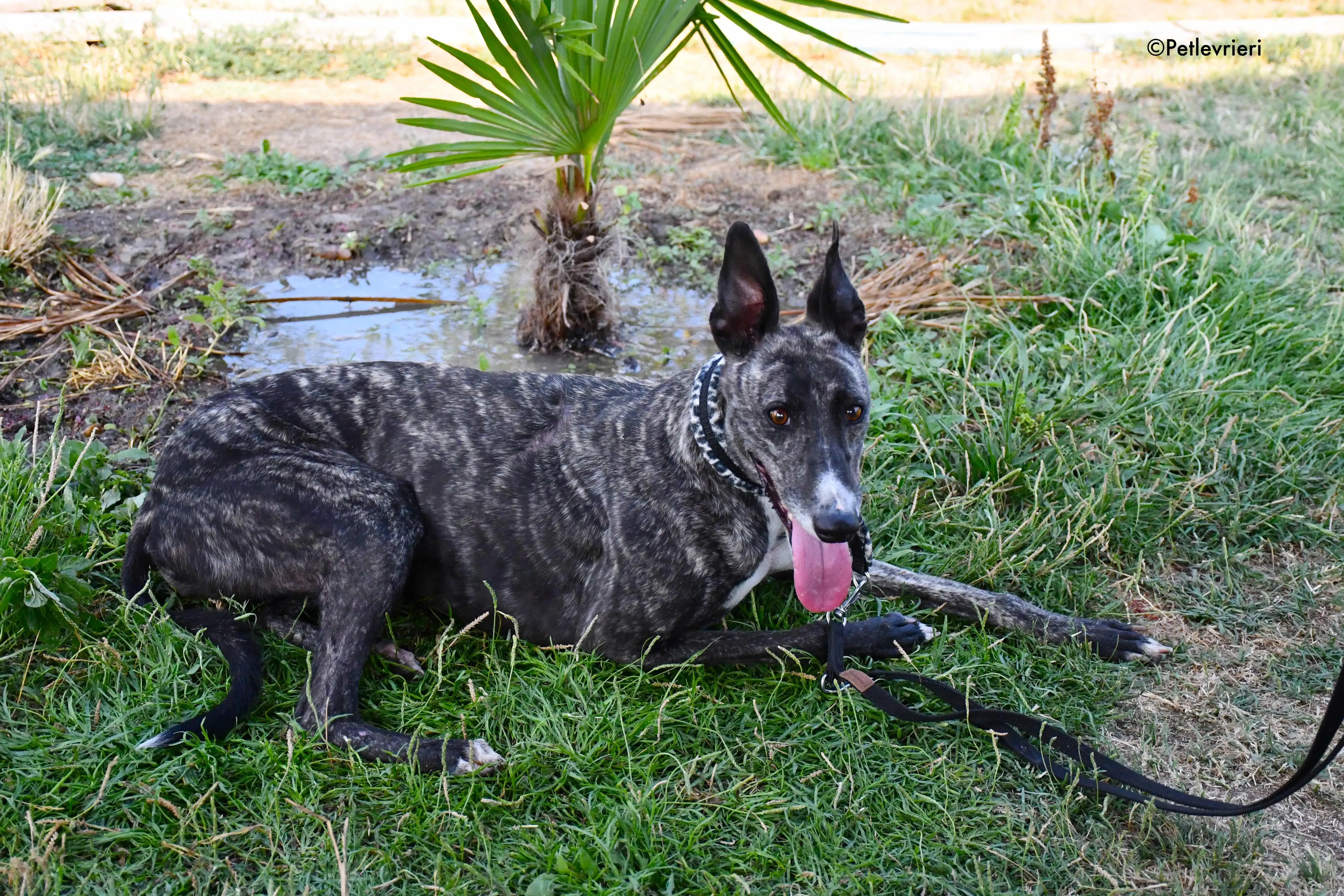 samsa adozione levrieri galgo 19