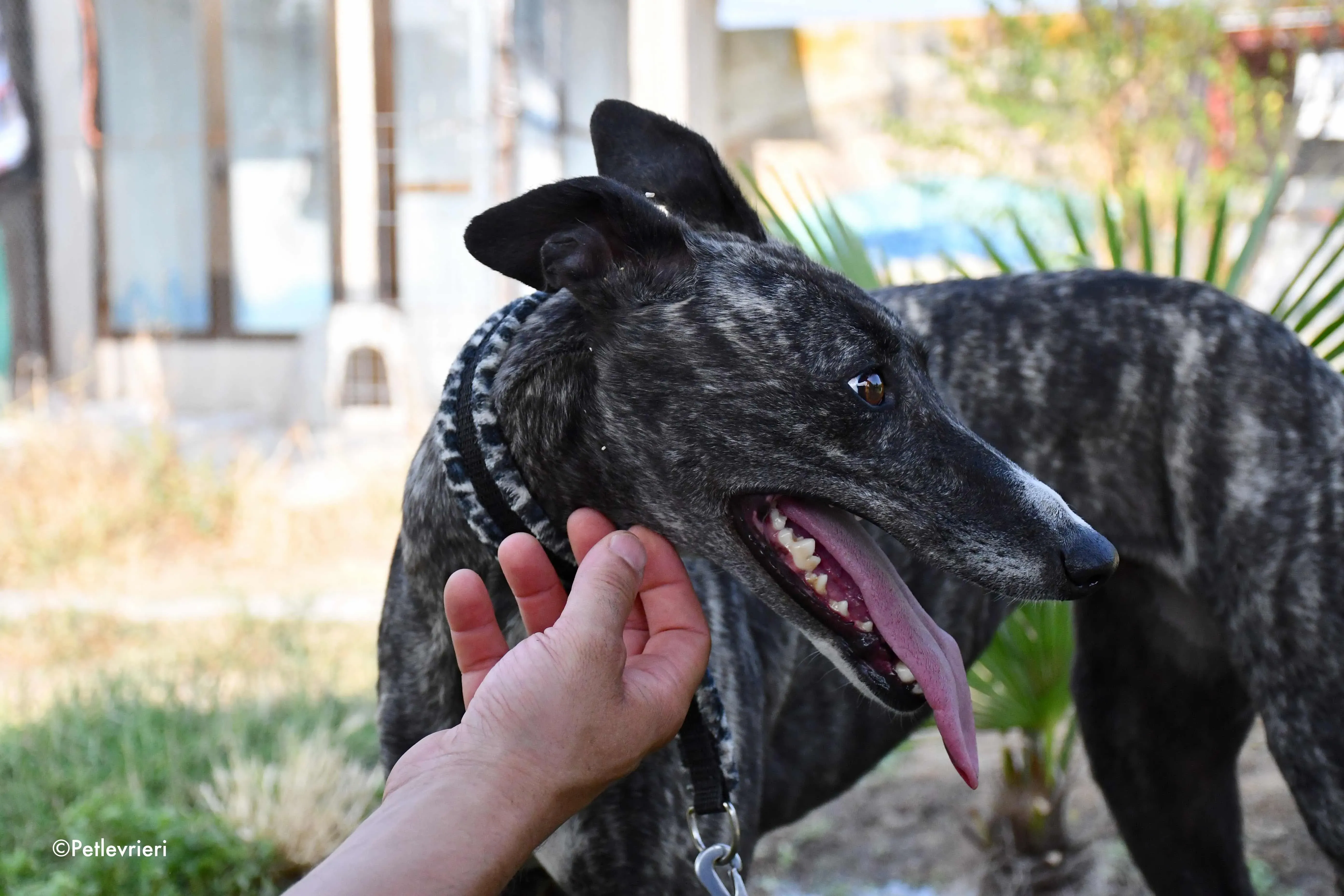 samsa adozione levrieri galgo 3