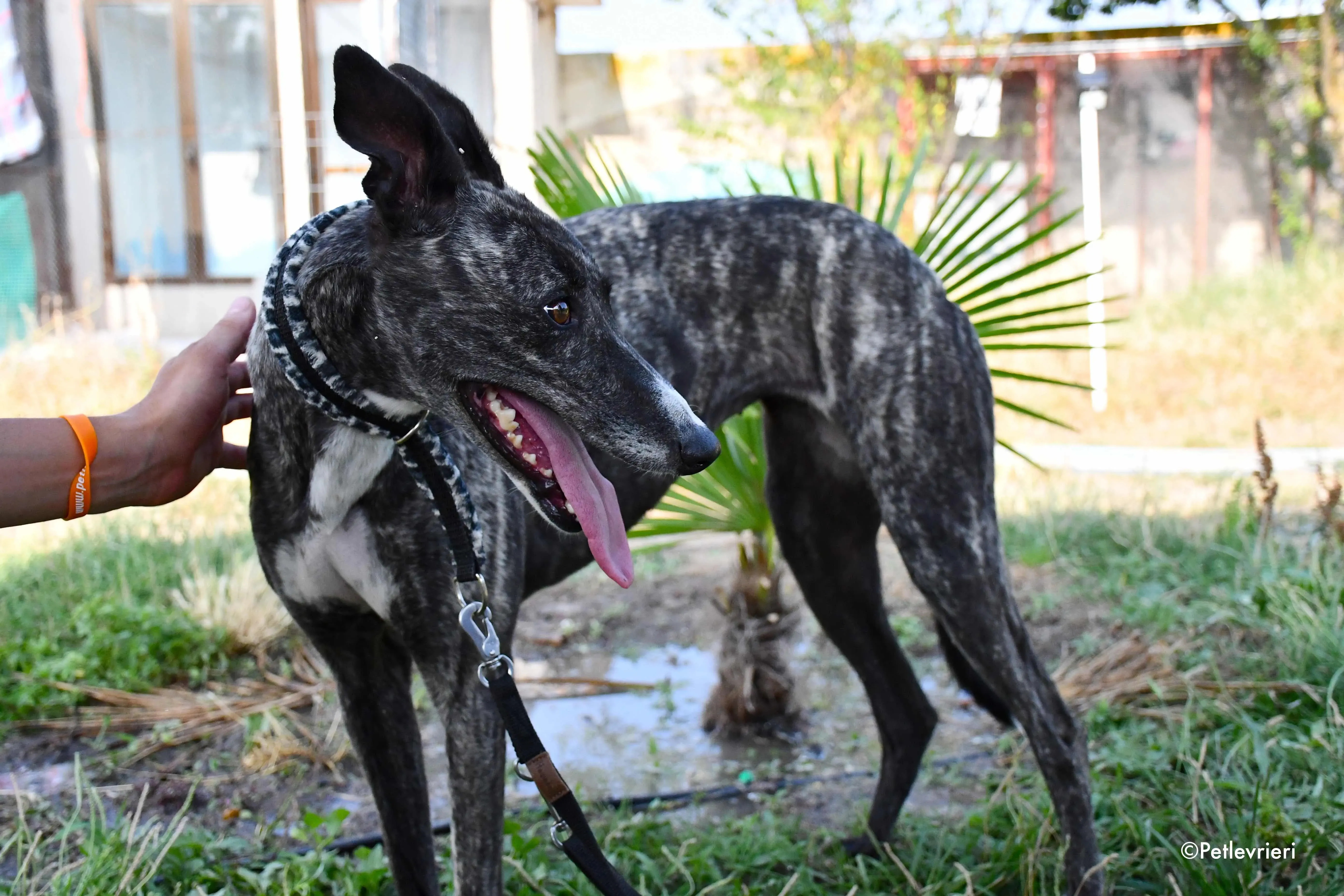 samsa adozione levrieri galgo 4