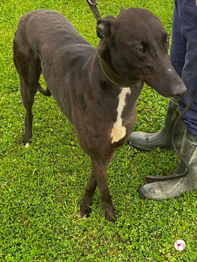 samuel grey adozione 01