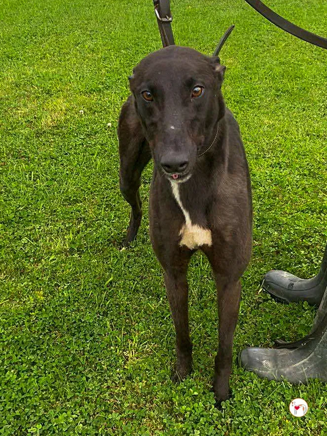 samuel grey adozione 02