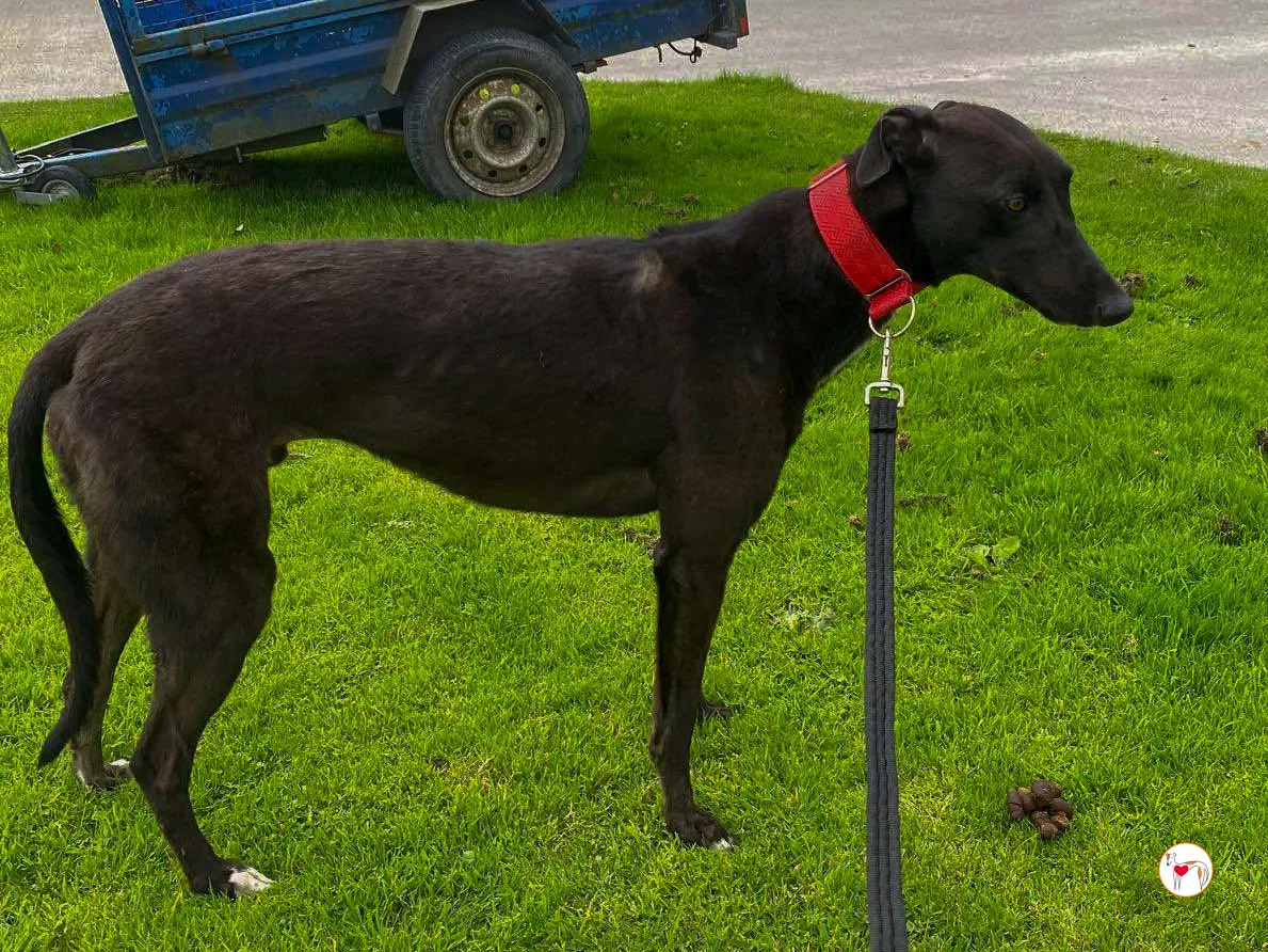 samuel grey adozione 04