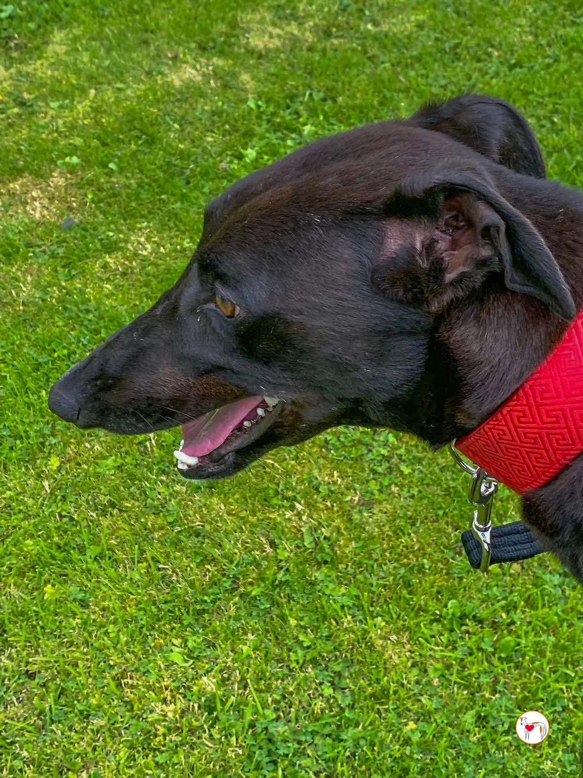 samuel grey adozione 06