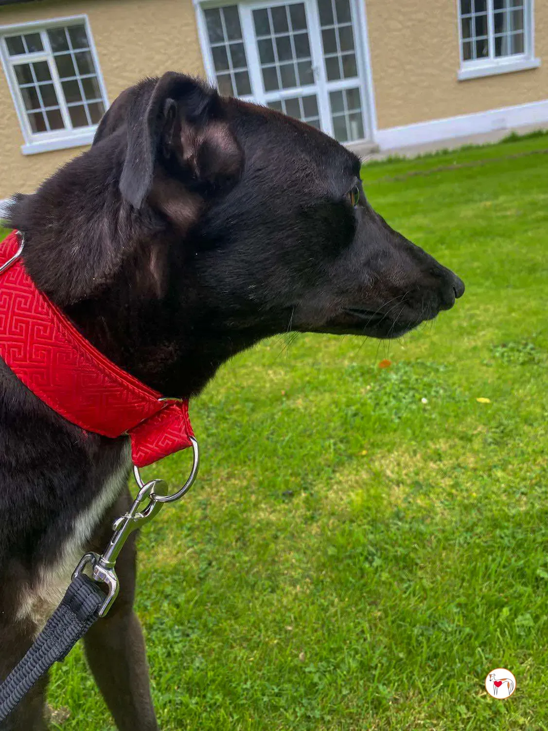 samuel grey adozione 07