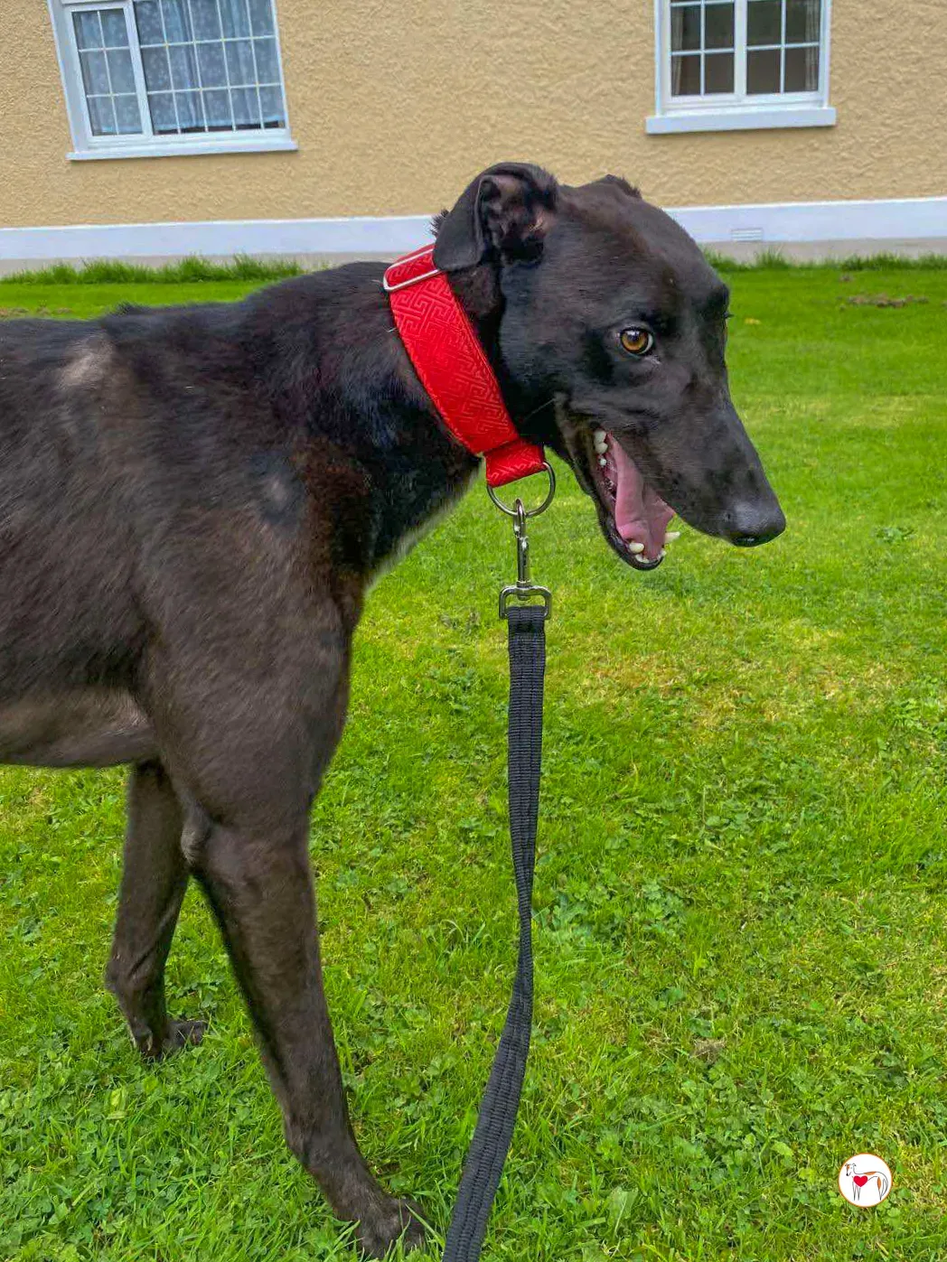 samuel grey adozione 08