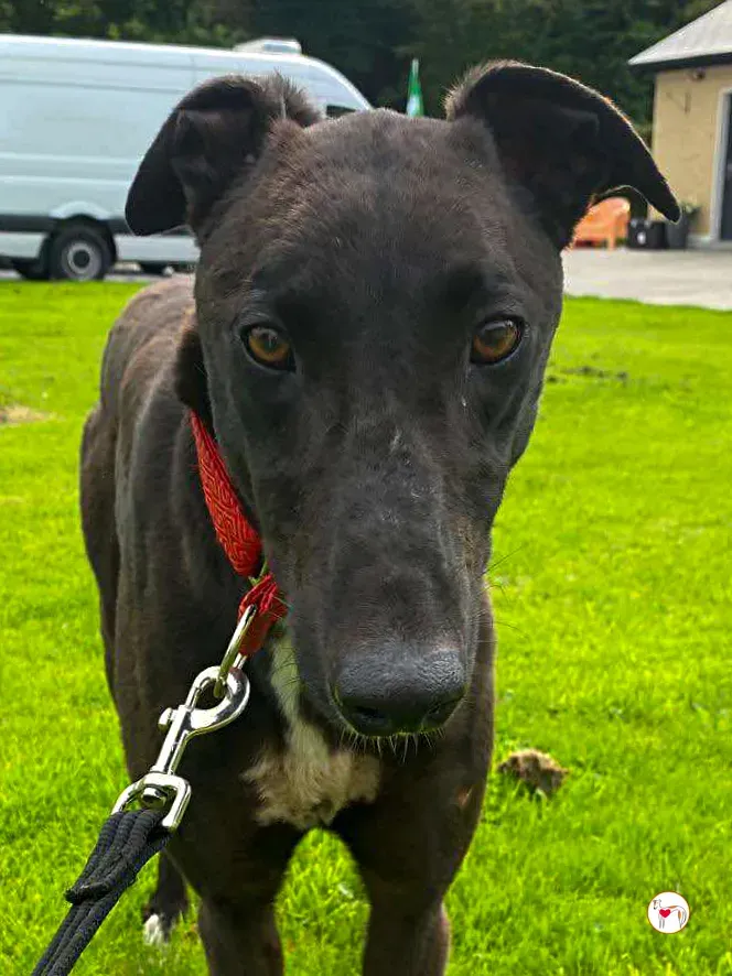 samuel grey adozione 09