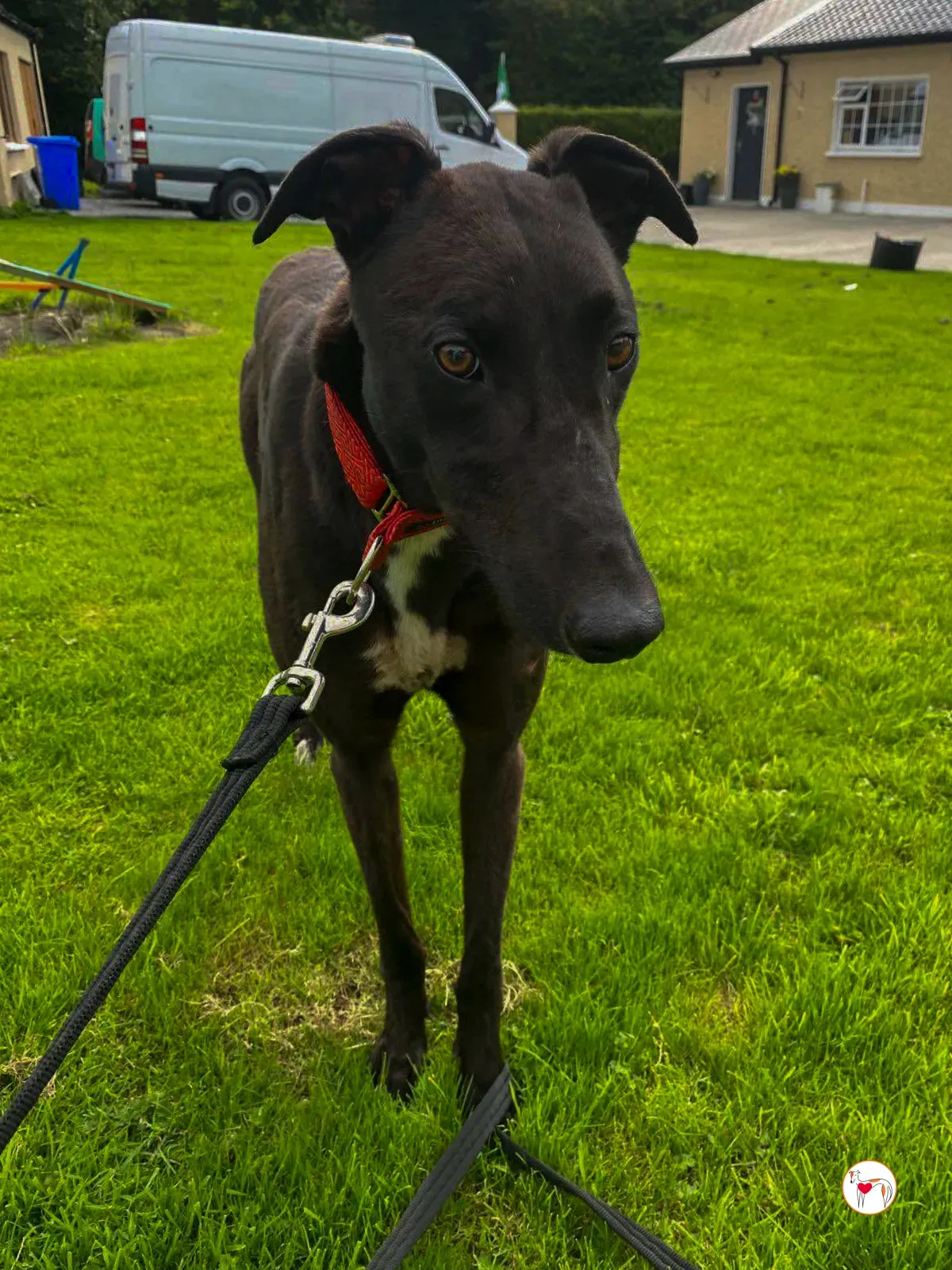 samuel grey adozione 10