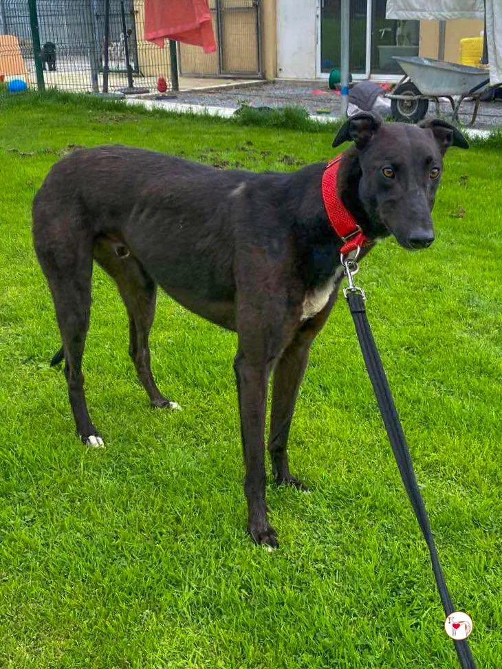 samuel grey adozione 11