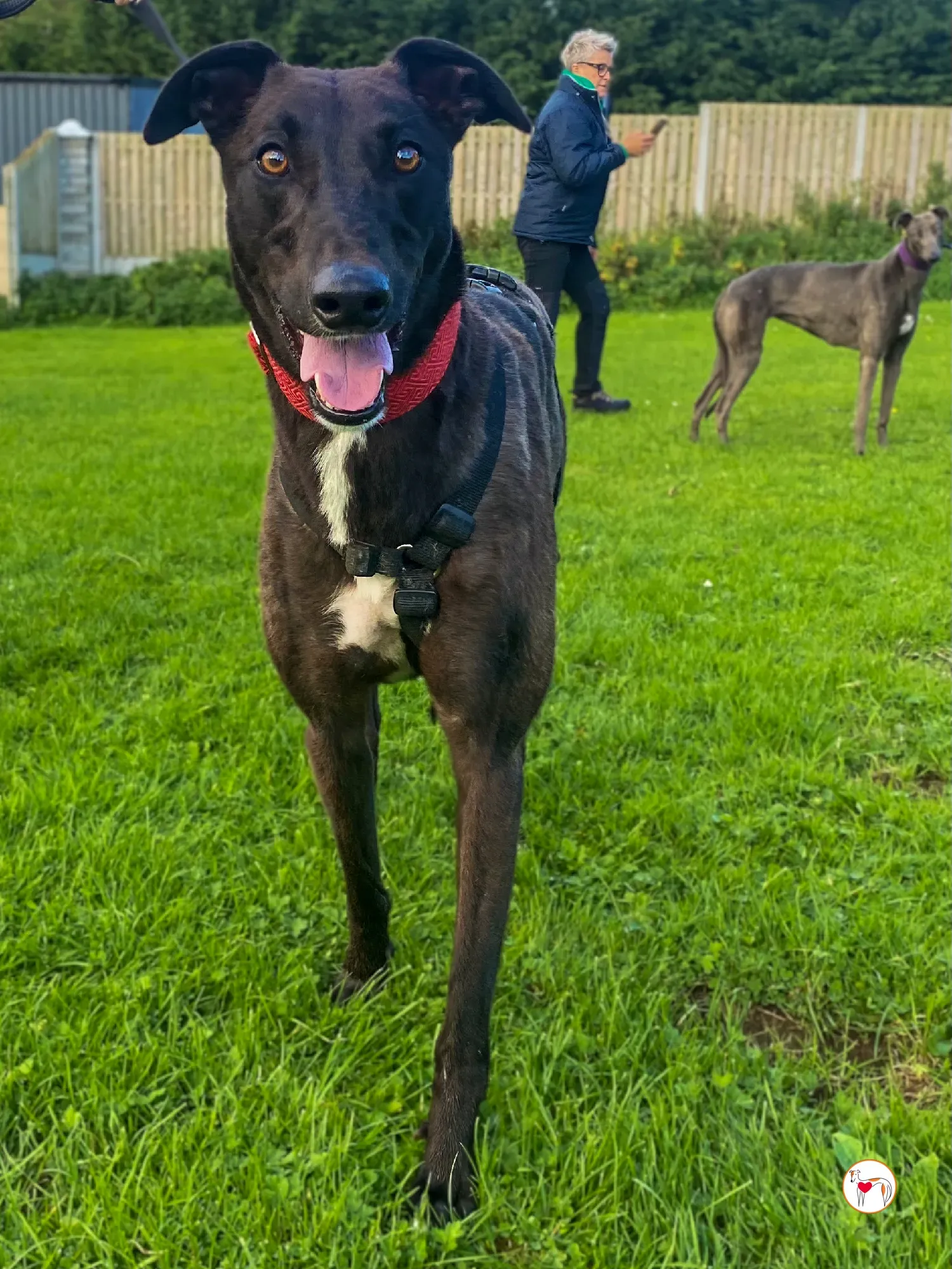 samuel grey adozione 12