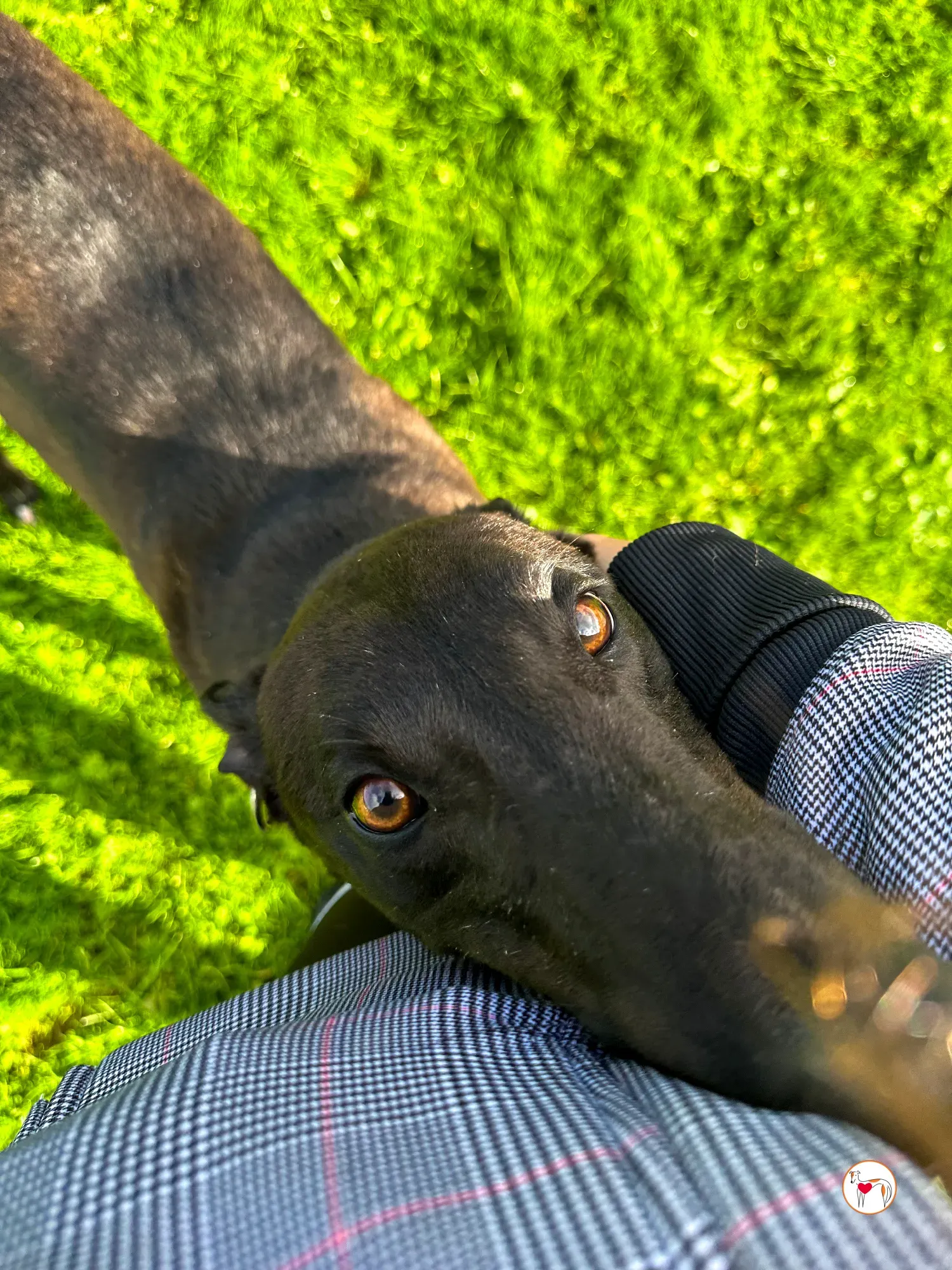 samuel grey adozione 13