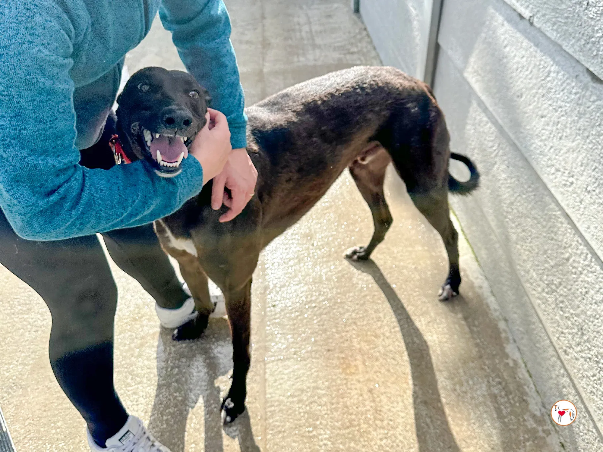 samuel grey adozione 14