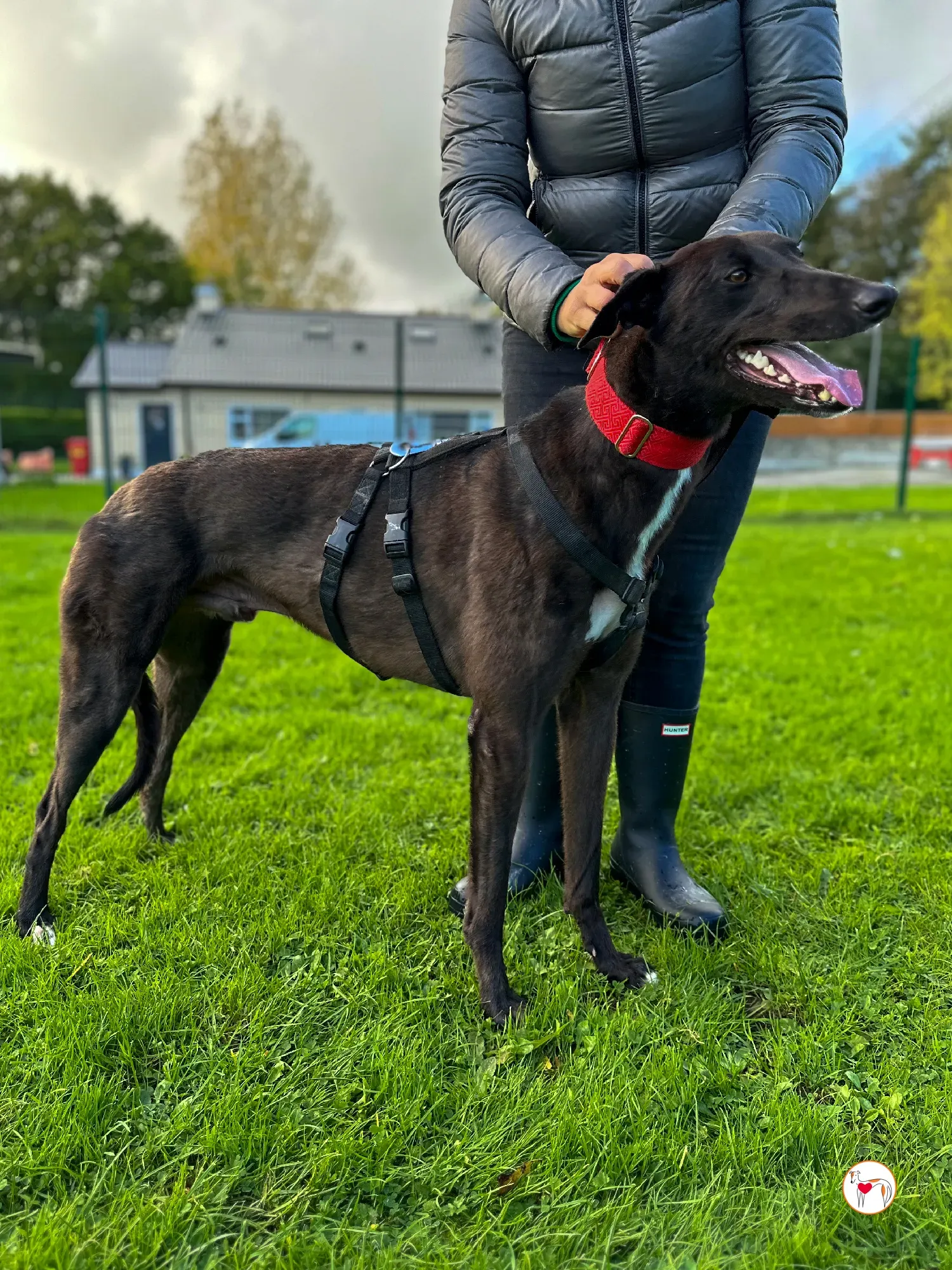 samuel grey adozione 16