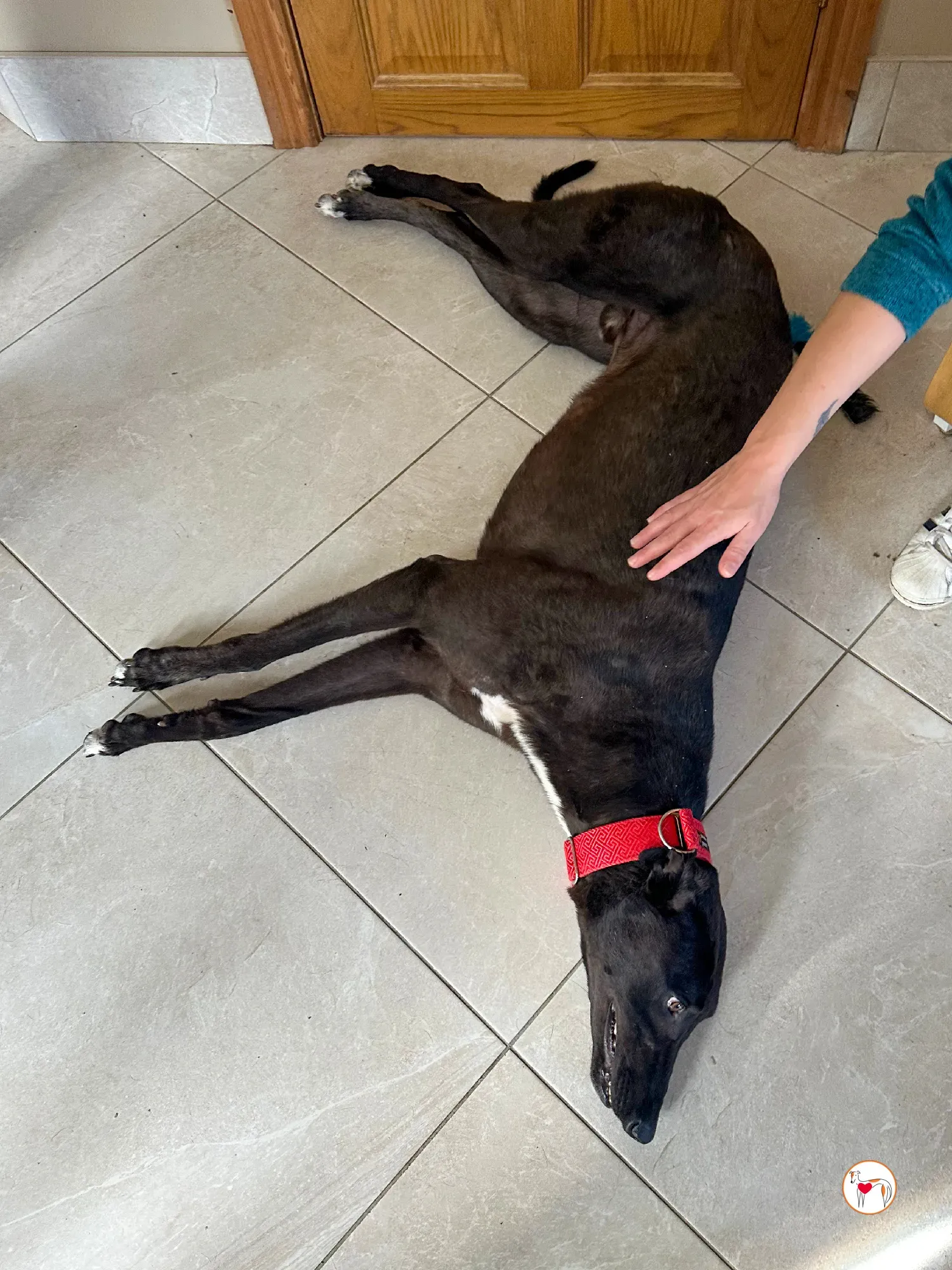 samuel grey adozione 17