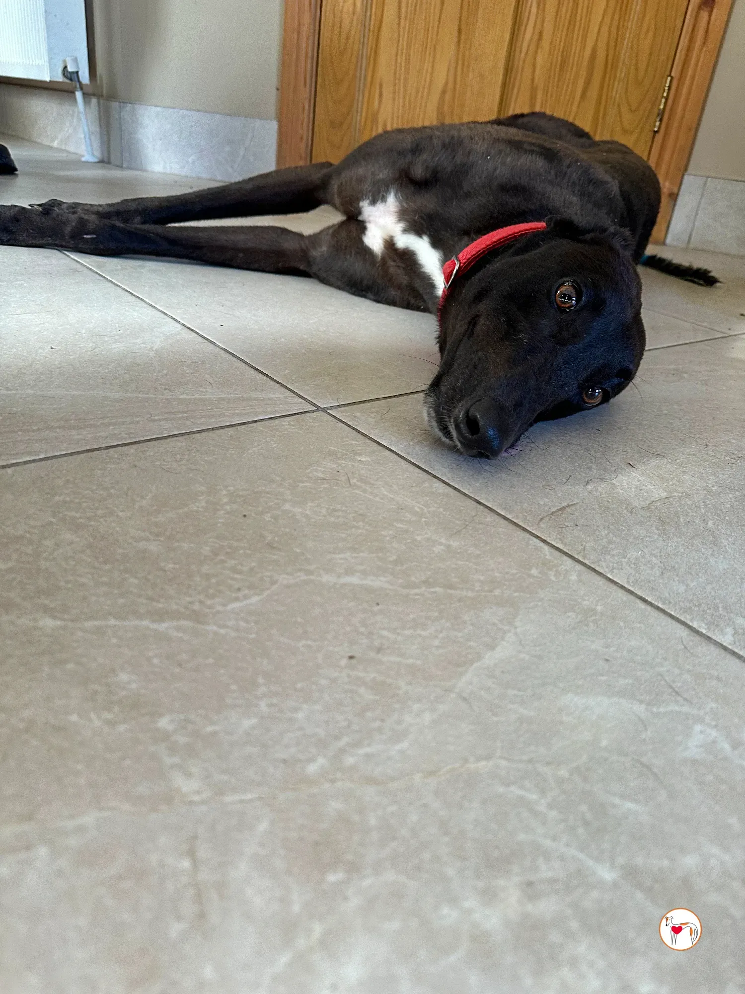 samuel grey adozione 18