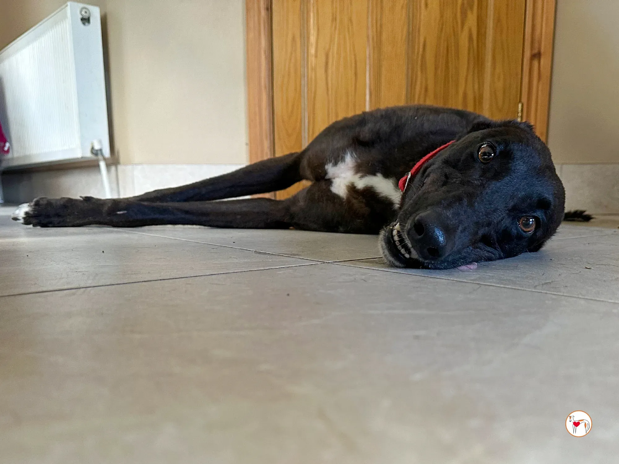 samuel grey adozione 19