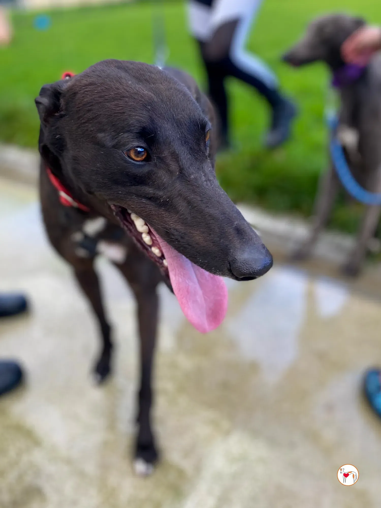 samuel grey adozione 20