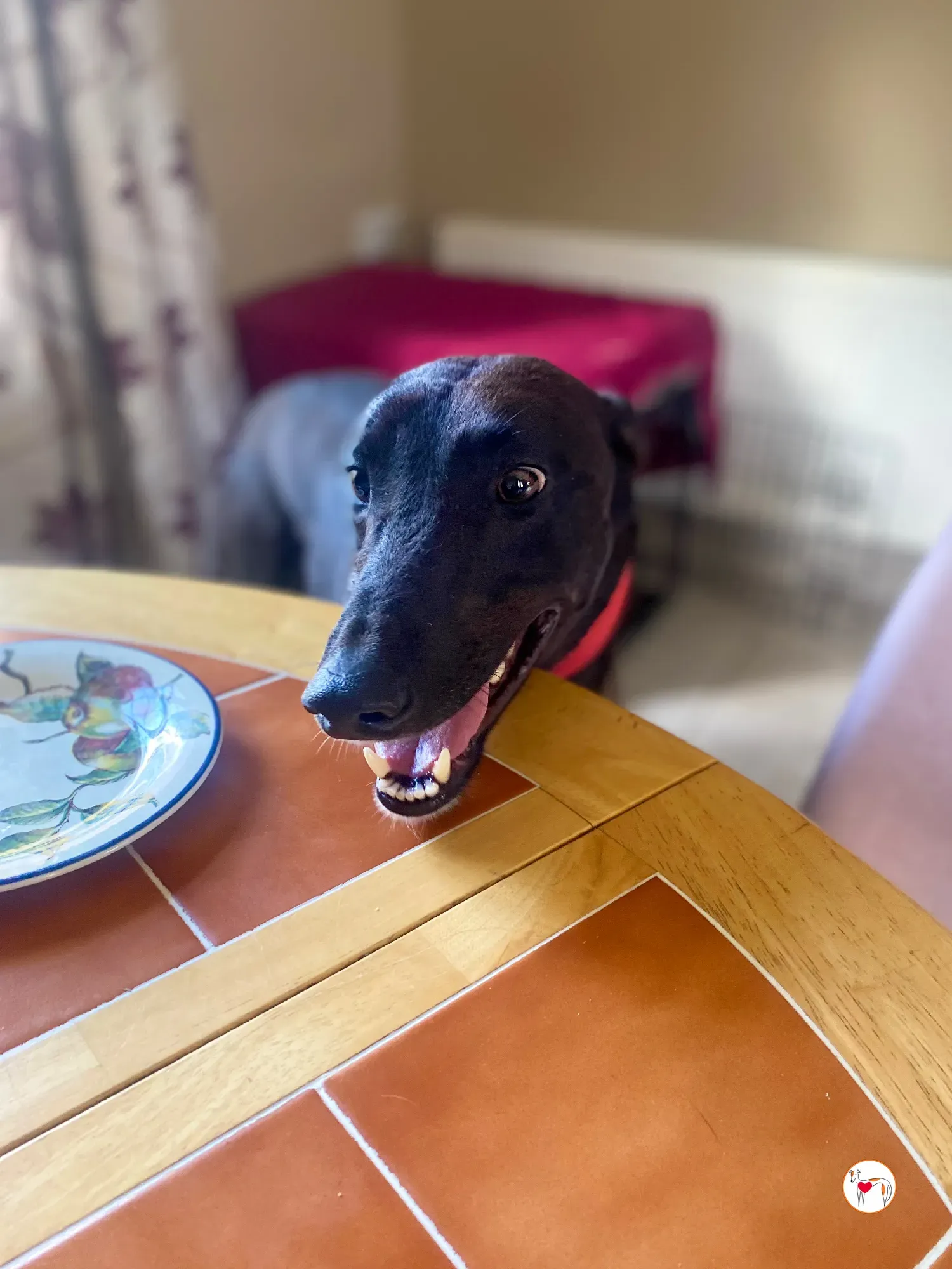 samuel grey adozione 21