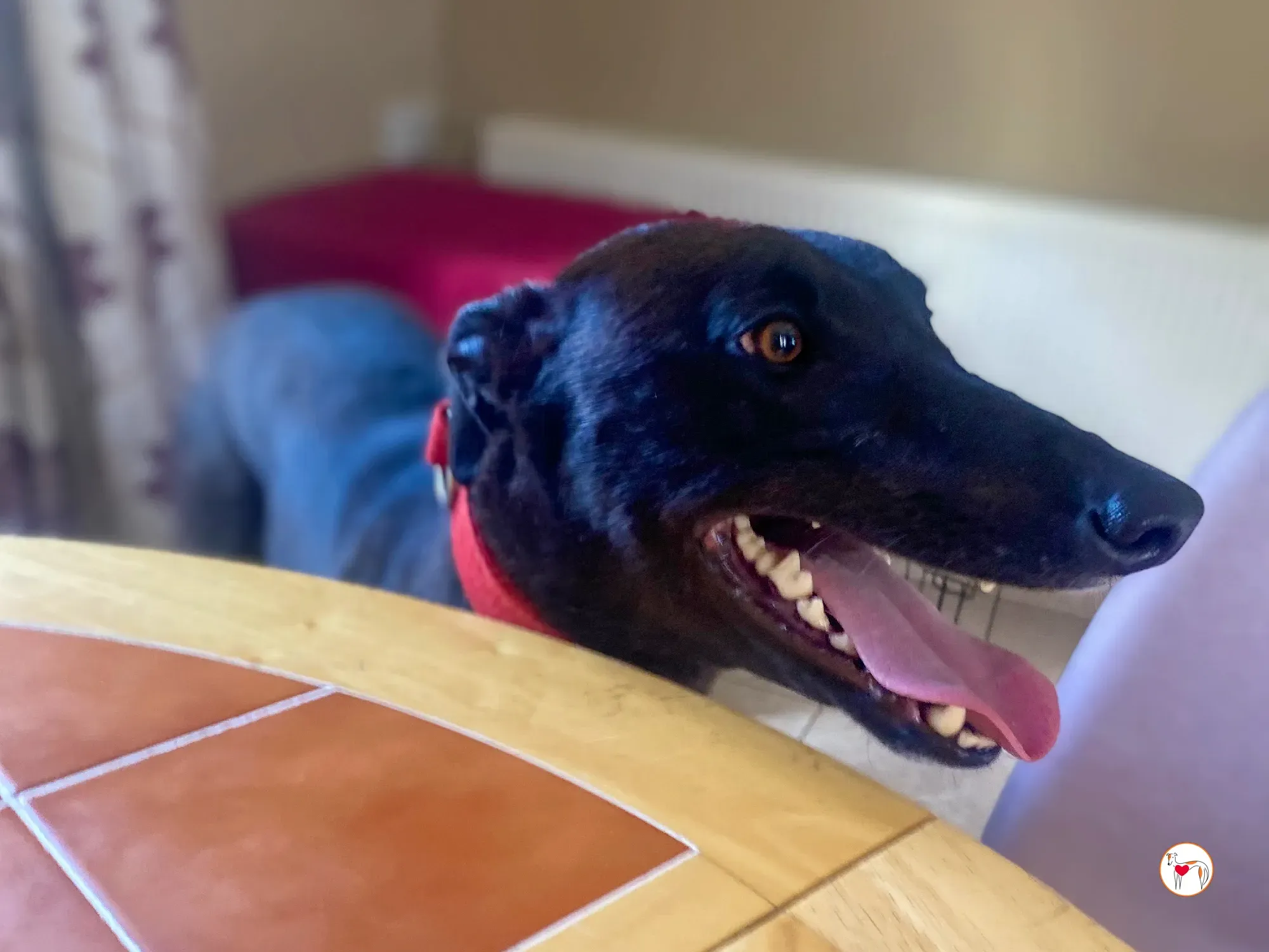 samuel grey adozione 22