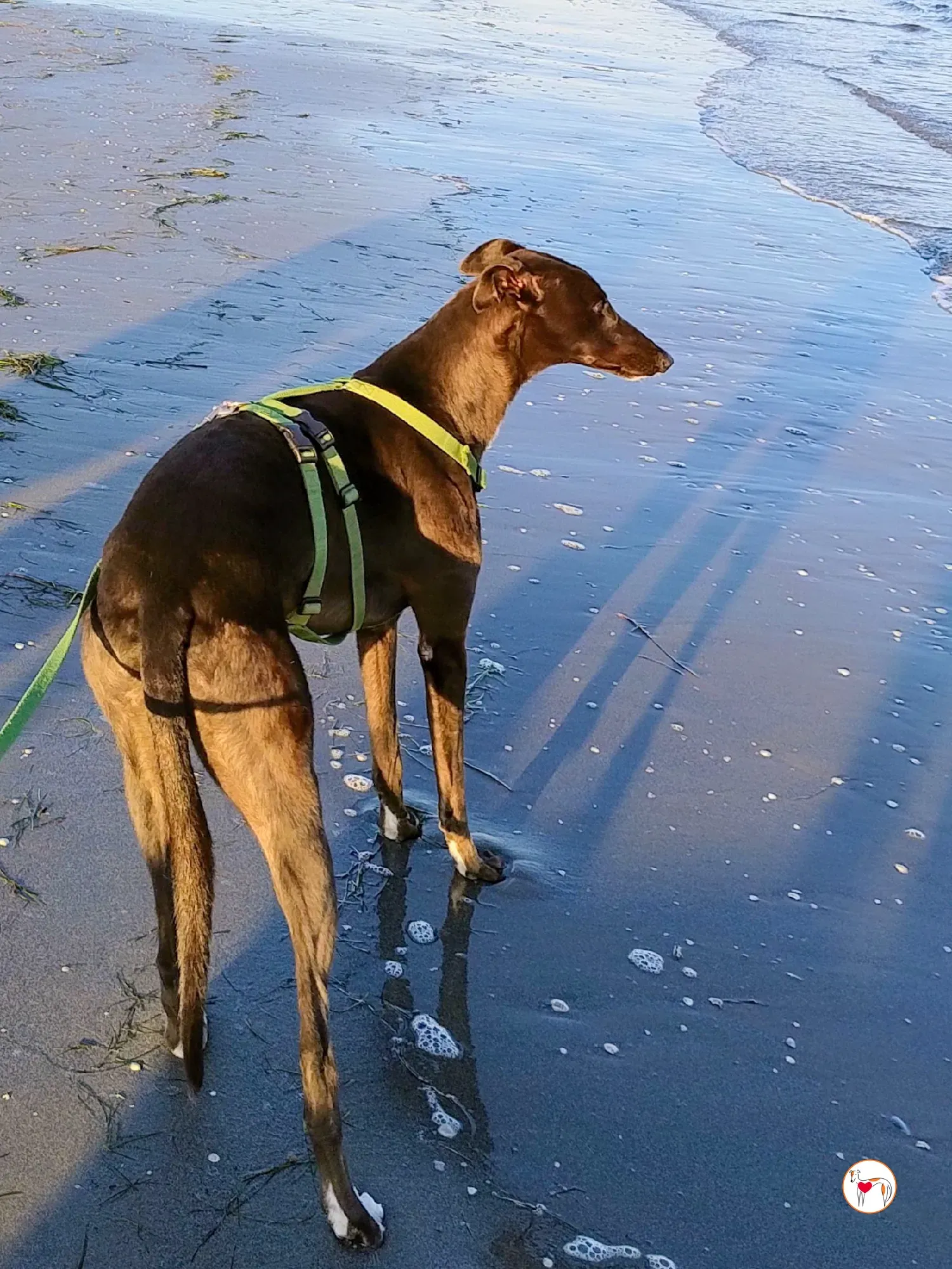 samuel grey adozione 28