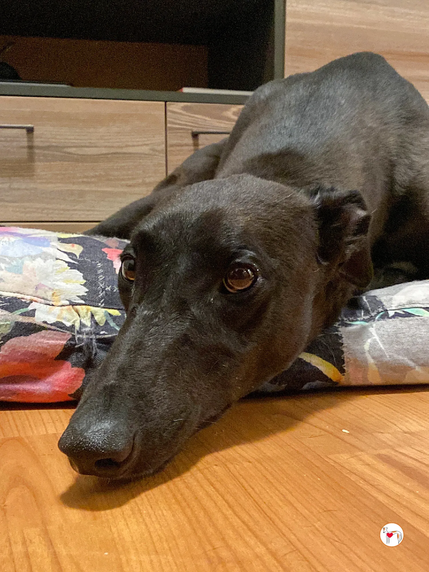 samuel grey adozione 29