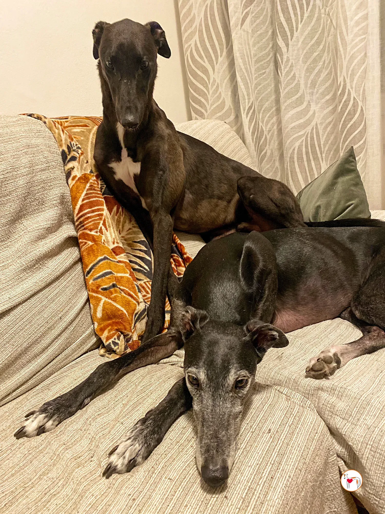 samuel grey adozione 30