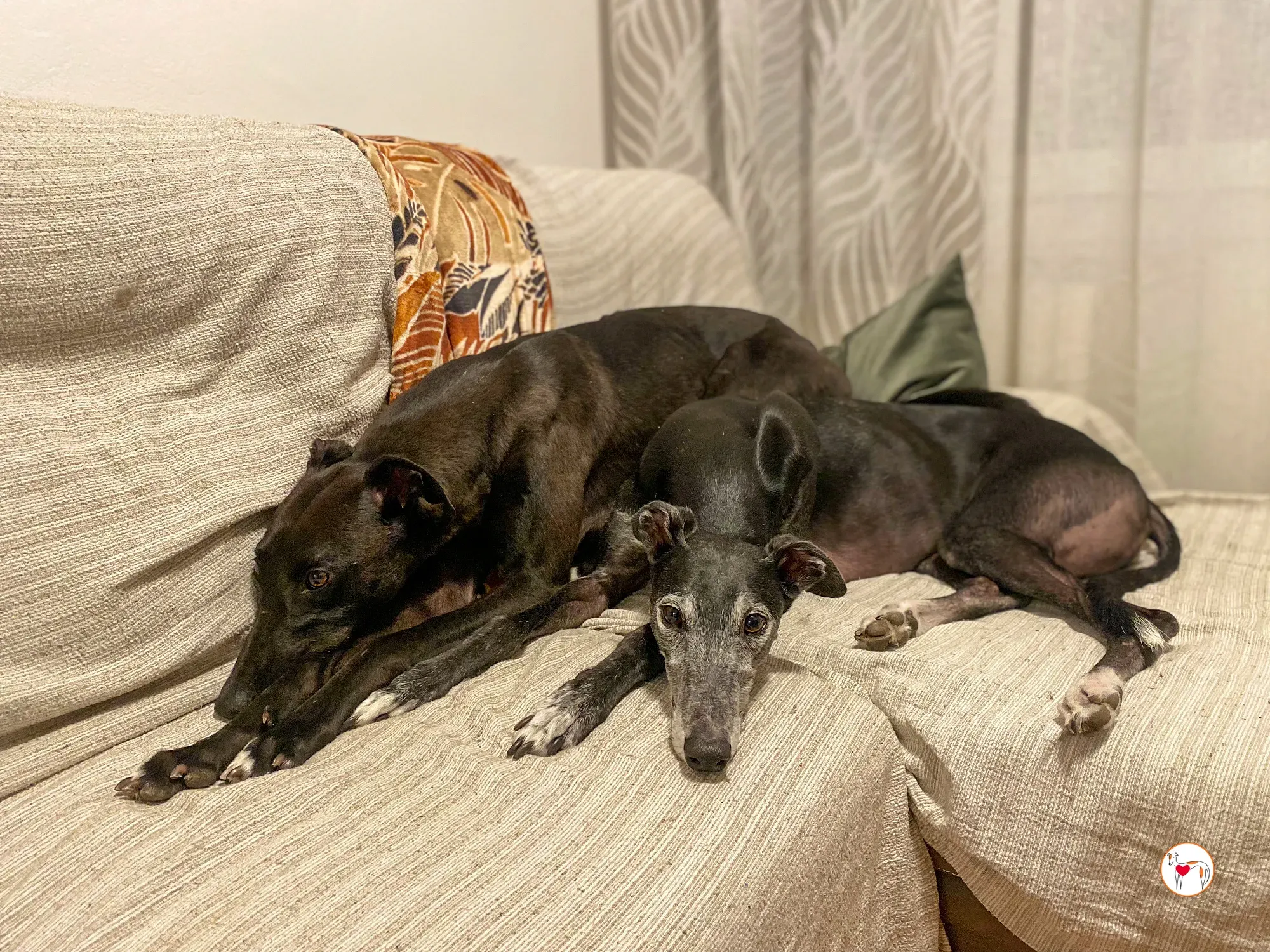 samuel grey adozione 31