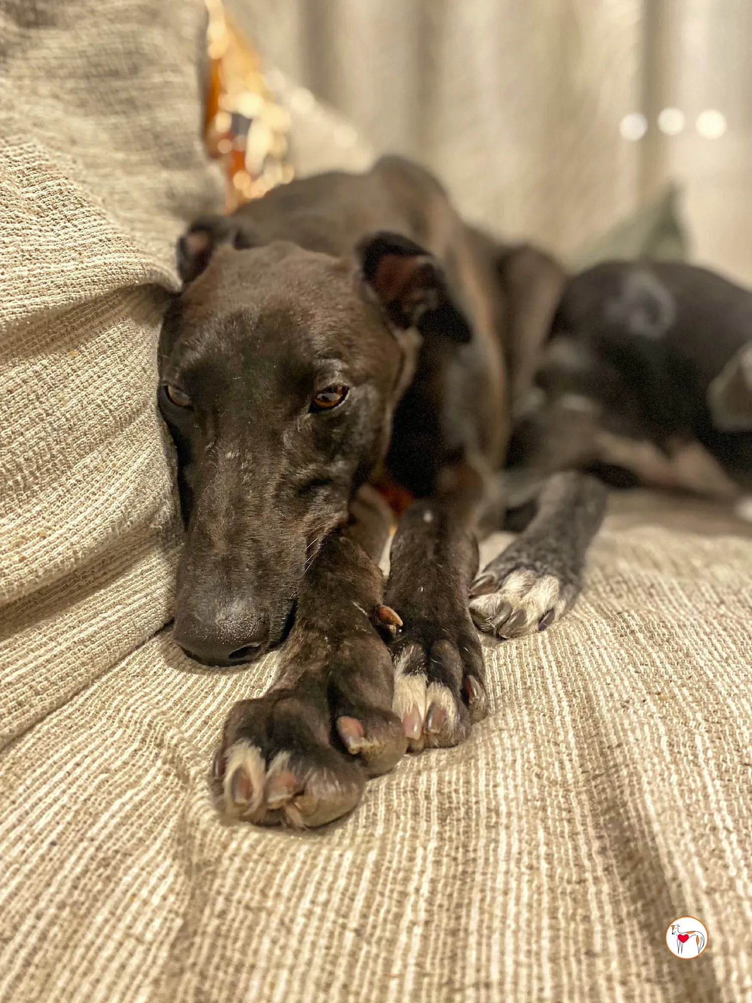 samuel grey adozione 32