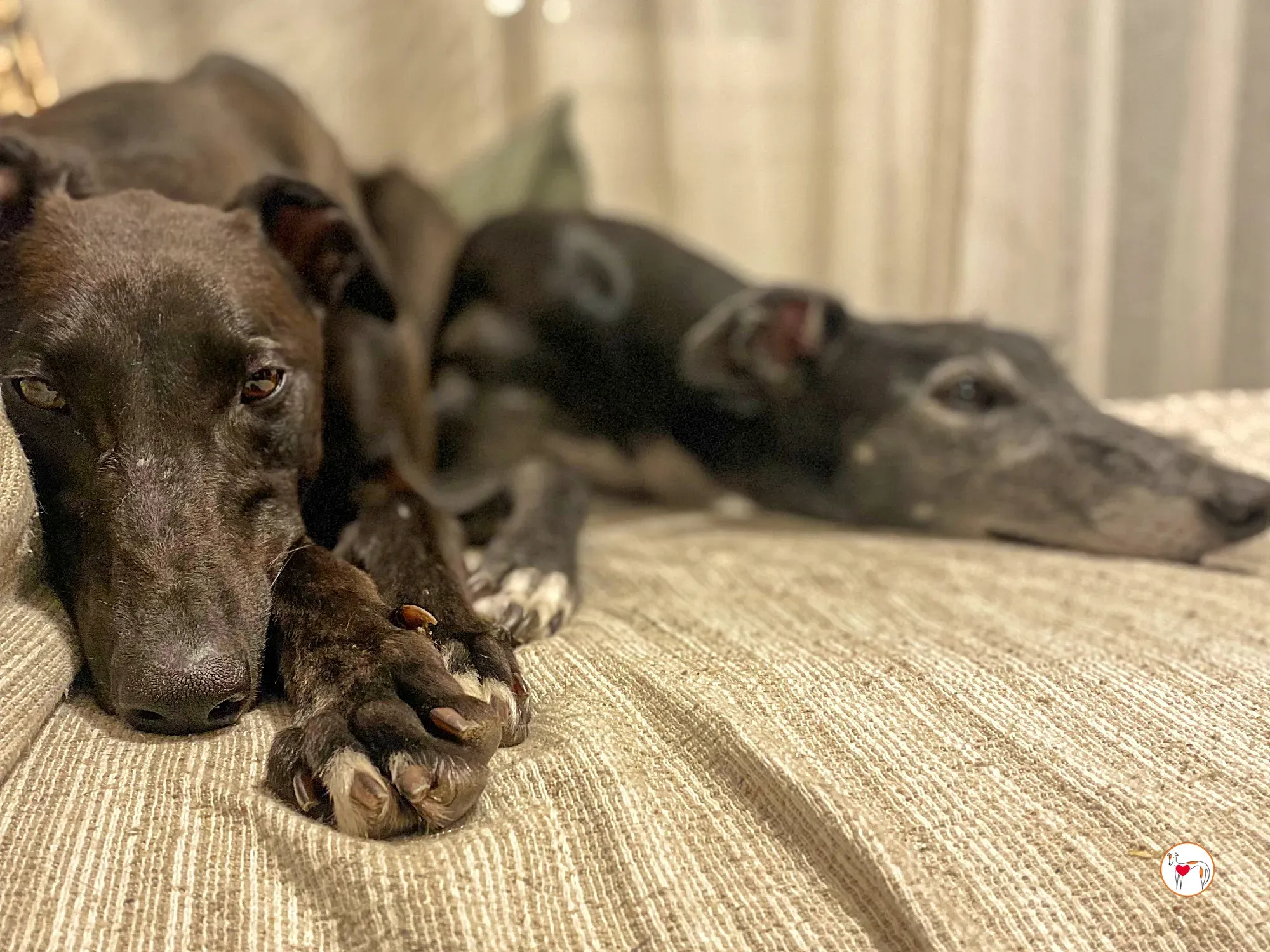 samuel grey adozione 33