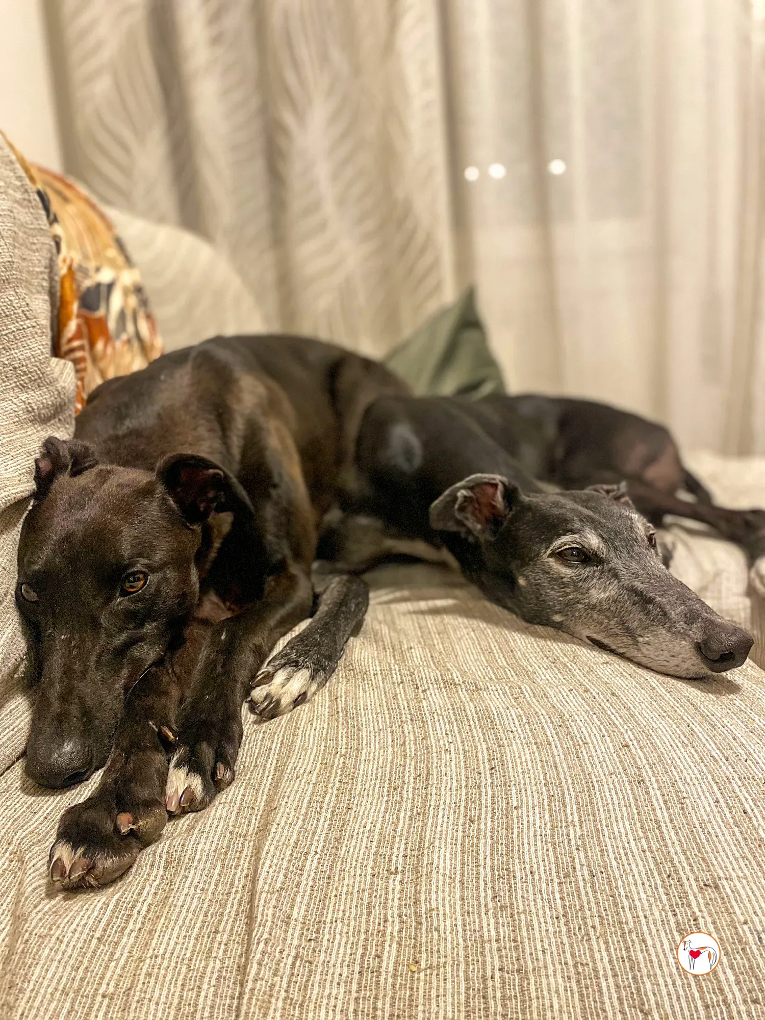 samuel grey adozione 34