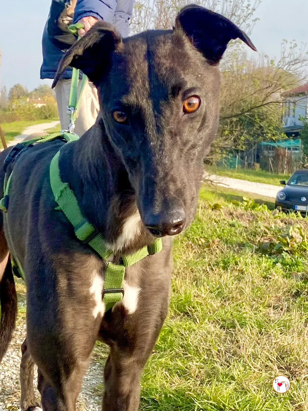 samuel grey adozione 36