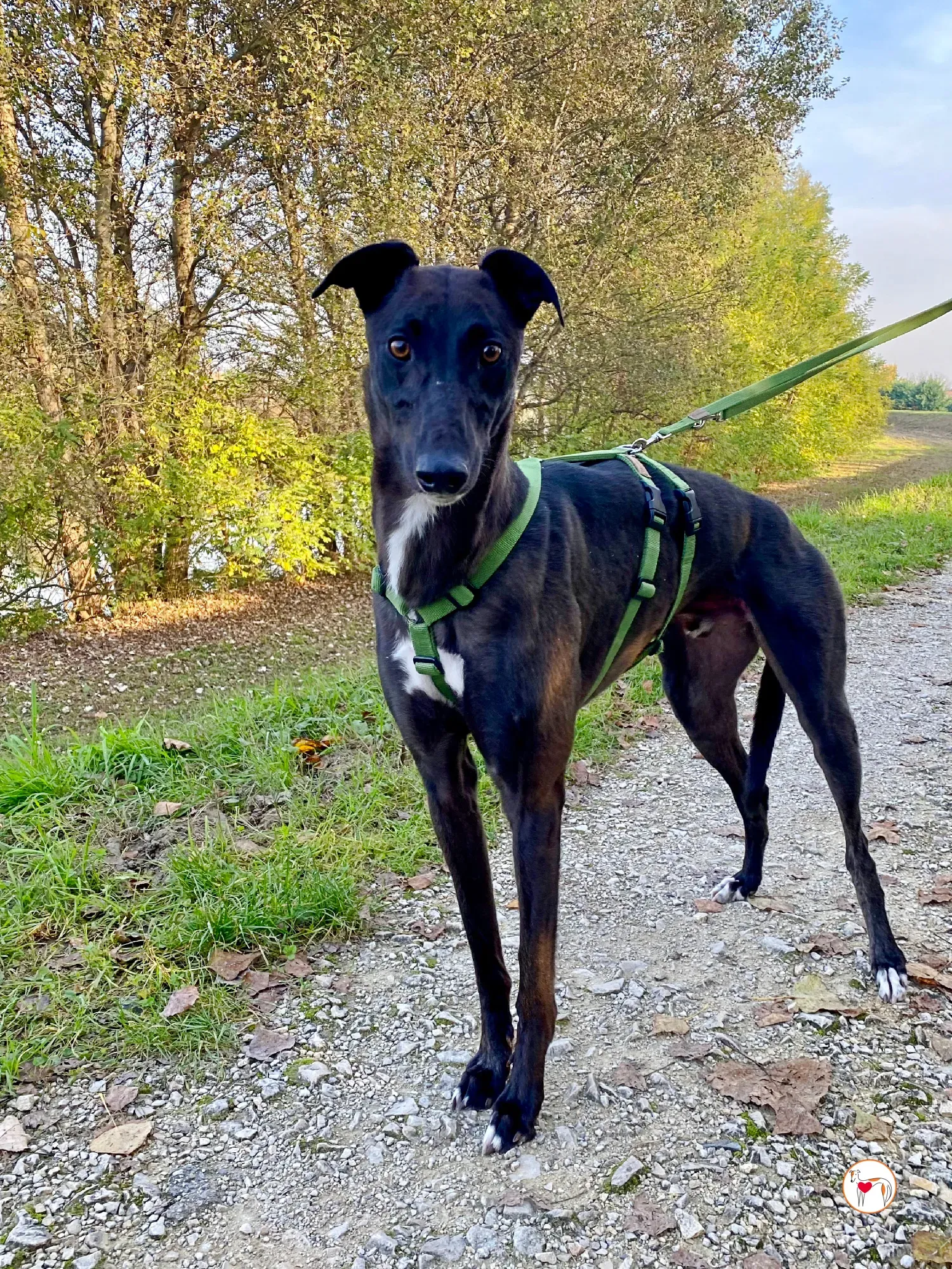 samuel grey adozione 37