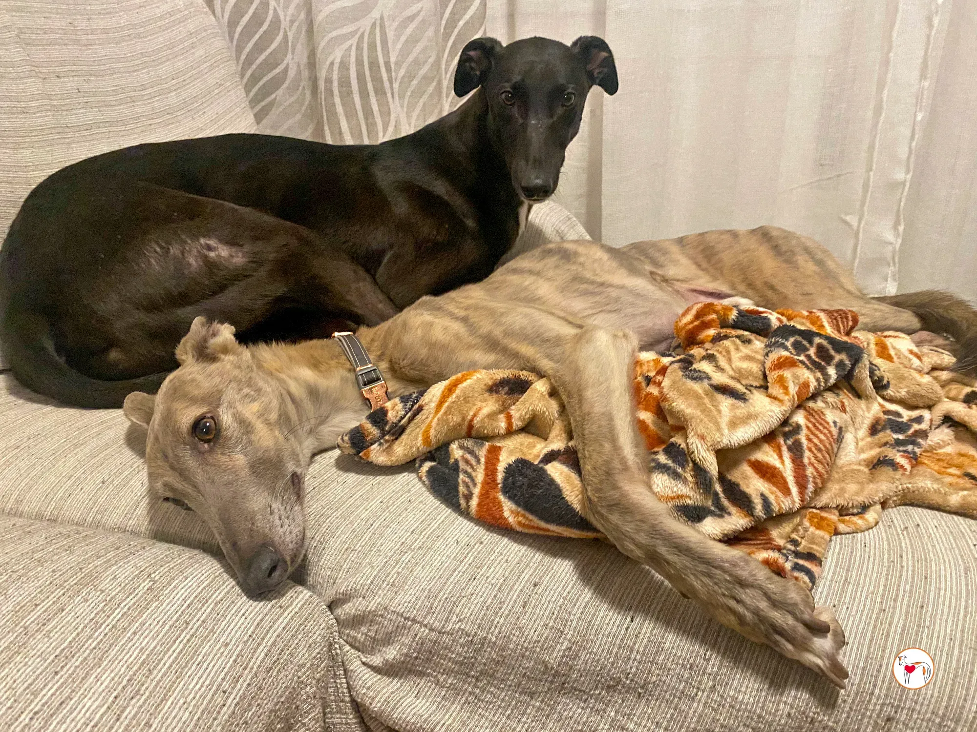 samuel grey adozione 38