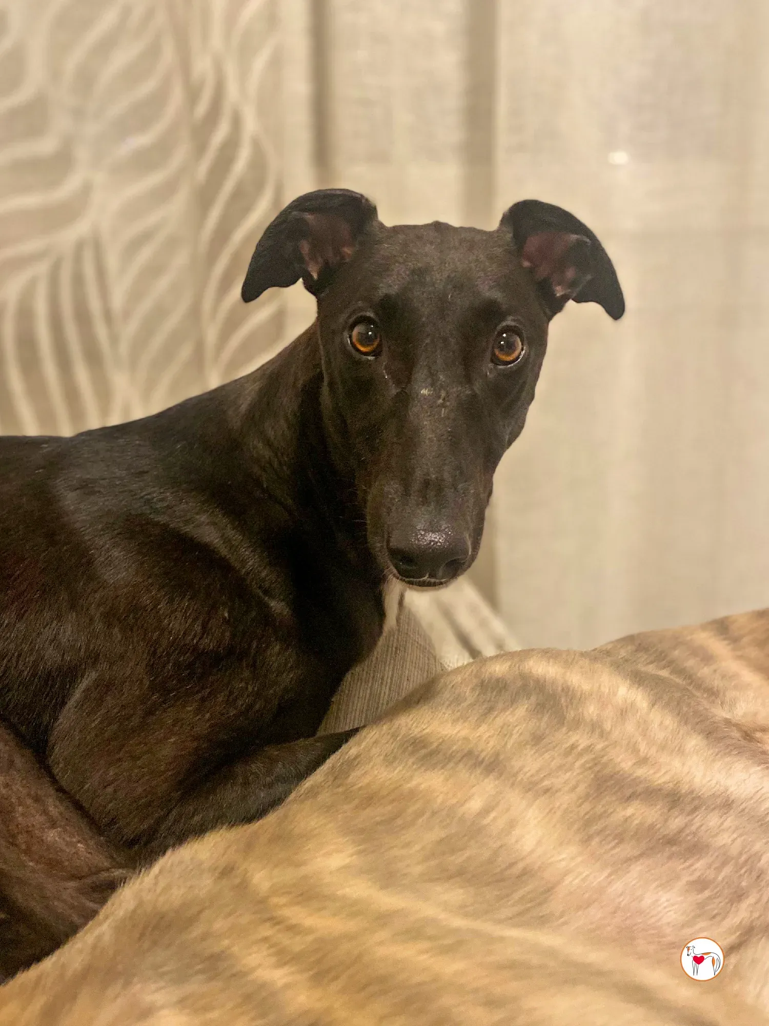 samuel grey adozione 39