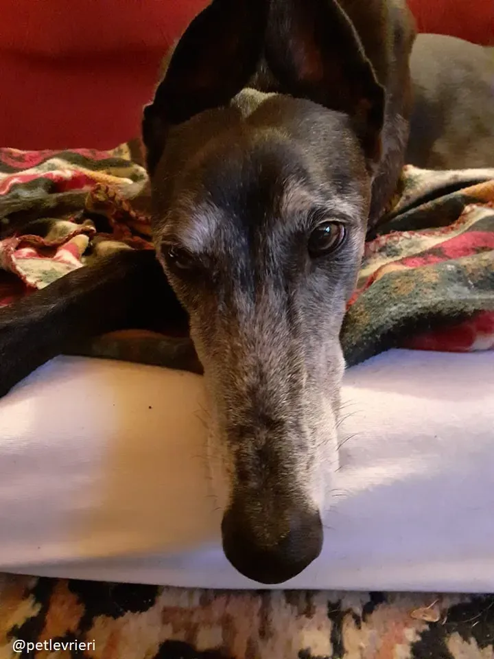 sandasha greyhound macao 10