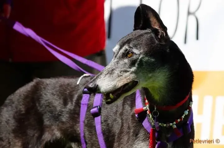 sandasha greyhound macao 11