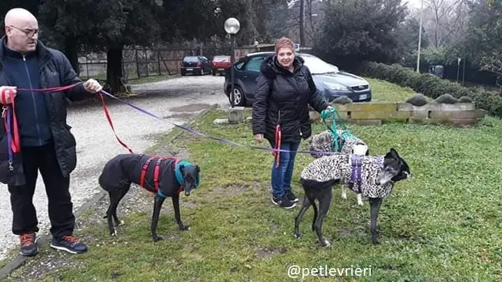 sandasha greyhound macao 2