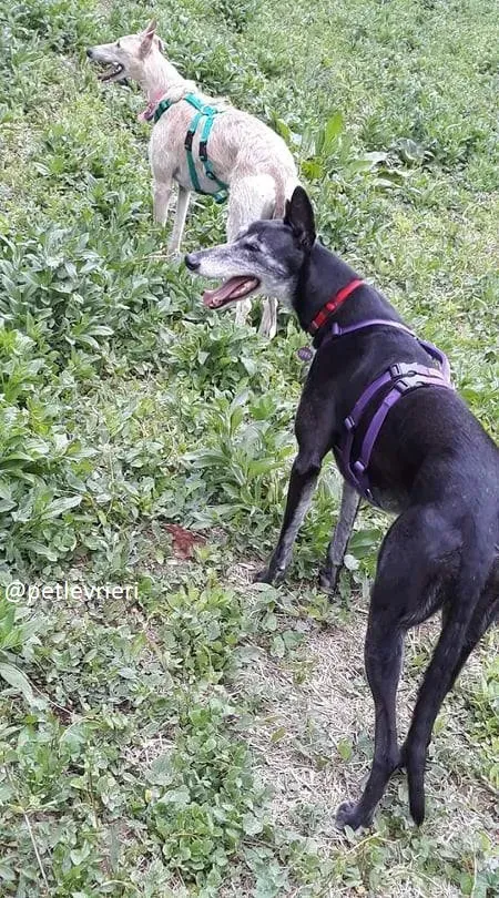 sandasha greyhound macao 4